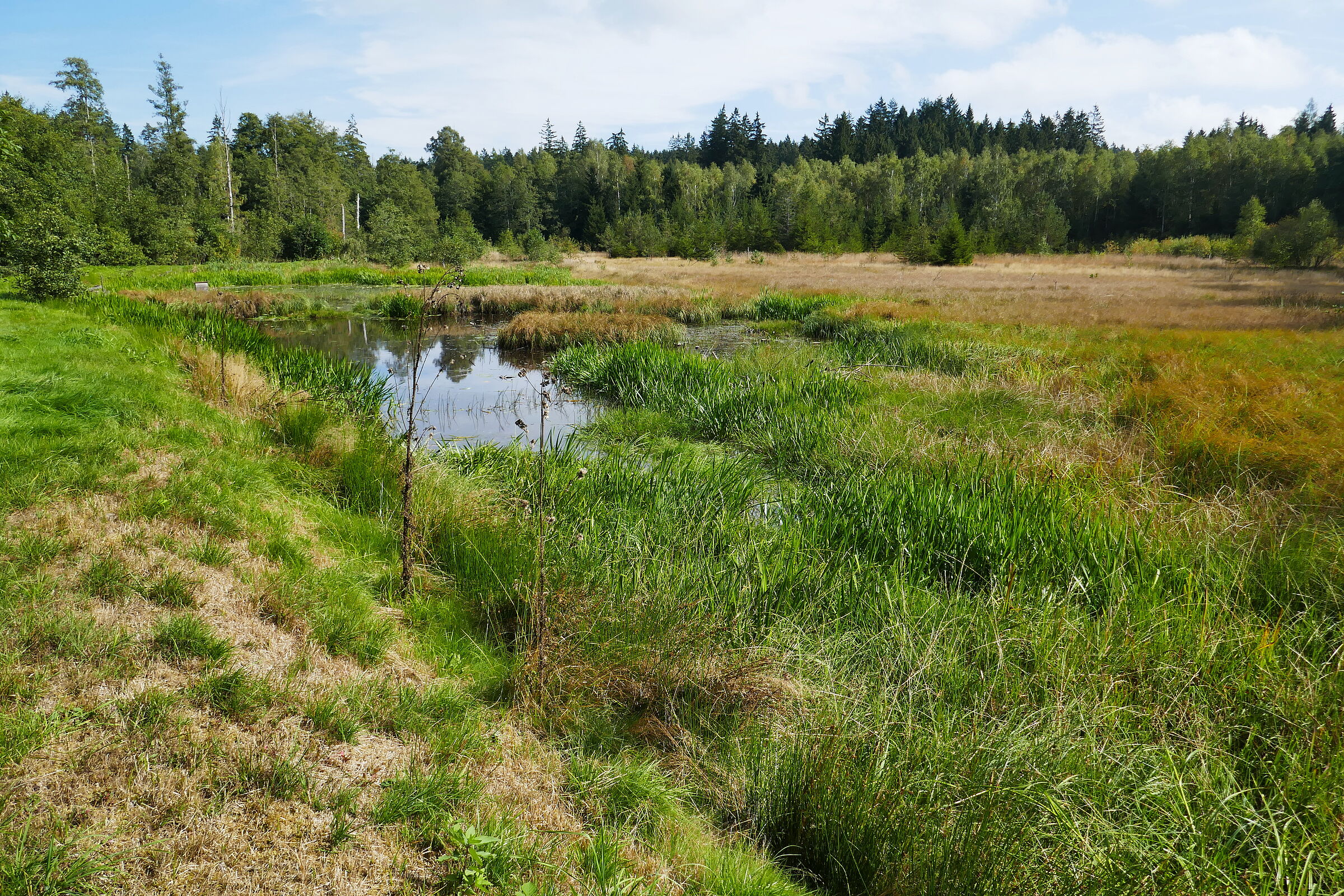 Ein Bach, umgeben von wilder Wiese und einem Wald