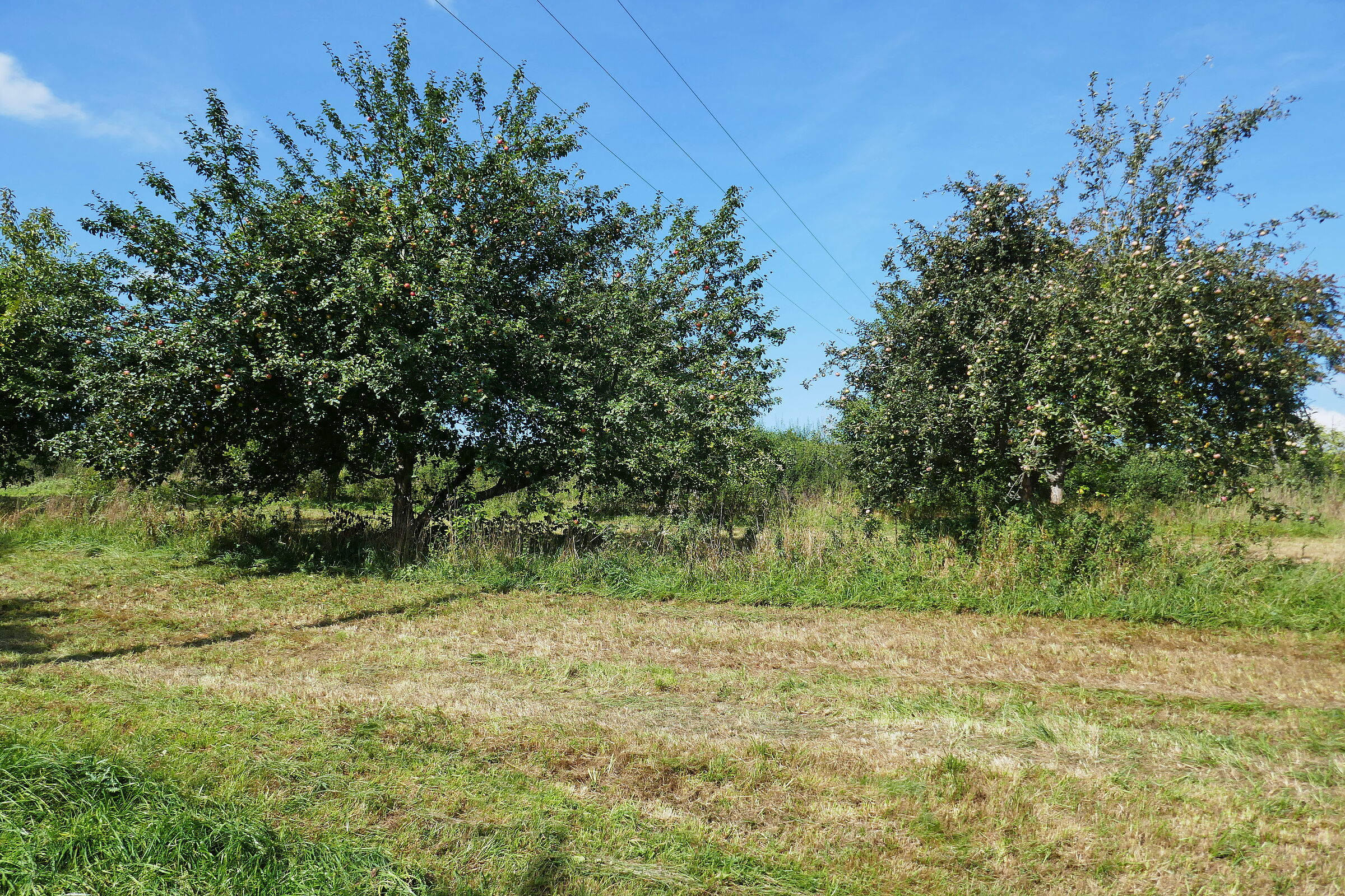 Einige Apfelbäume mit hängendem Obst und grünen Blättern vor einem sommerlich blauen Himmel