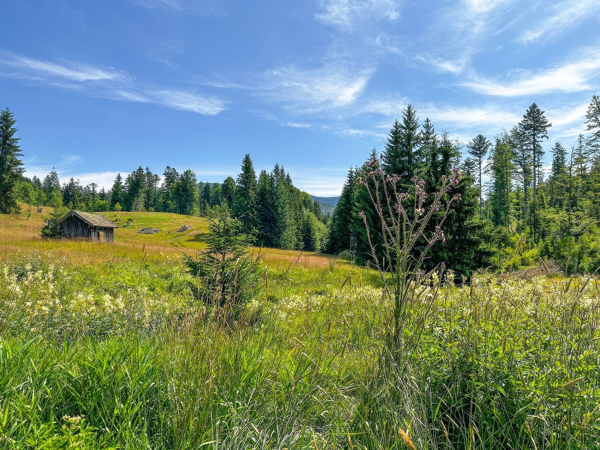 Idyllische, grüne und üppig bewachsene Landschaft unter blauem Himmel