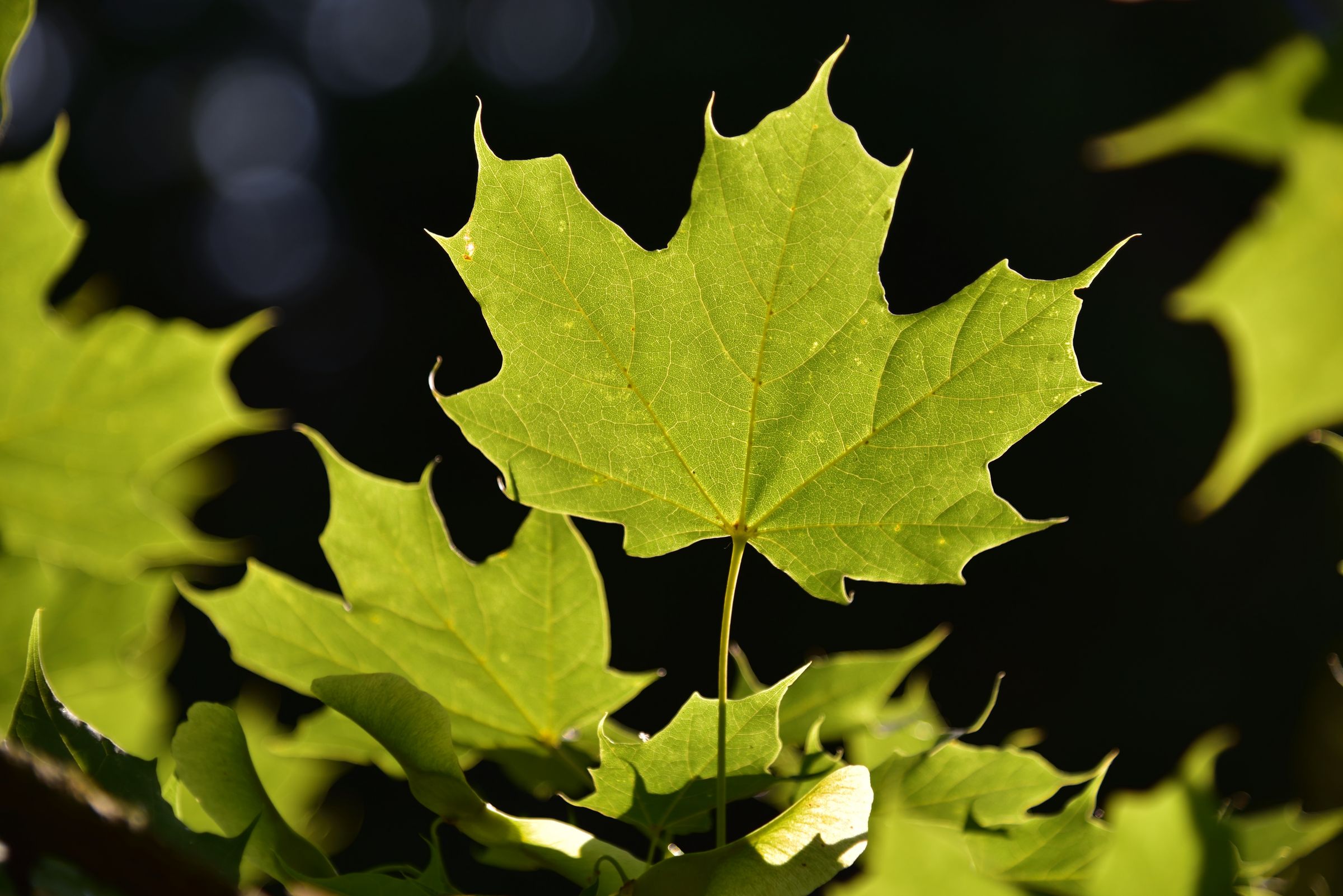 Typisch für den Ahorn: das handförmige Blatt. (Foto: Bill Ernest/stock.adobe.com) Stadtbaum-Portraits: handförmiges Blatt eines Ahorns (Foto: Bill Ernest/stock.adobe.com)