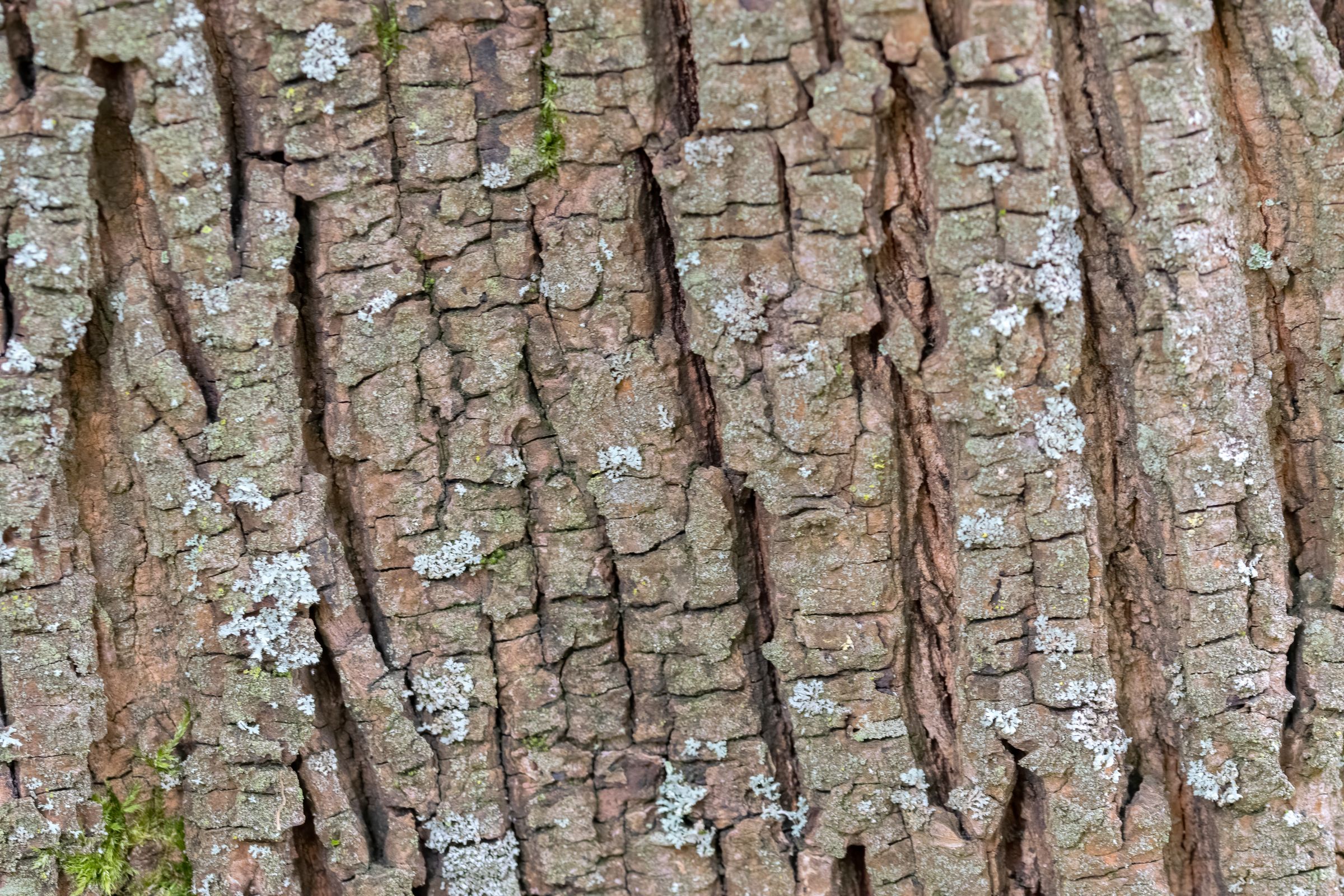 Die Rinde des Ahorns ist dunkelbraun bis grau und hat der Länge nach Risse. (Foto: Robertvt/stock.adobe.com) Stadtbaum-Portraits: braun-graue Rinde eines Ahorns, längsrissig gerippt. (Foto: Robertvt/stock.adobe.com)