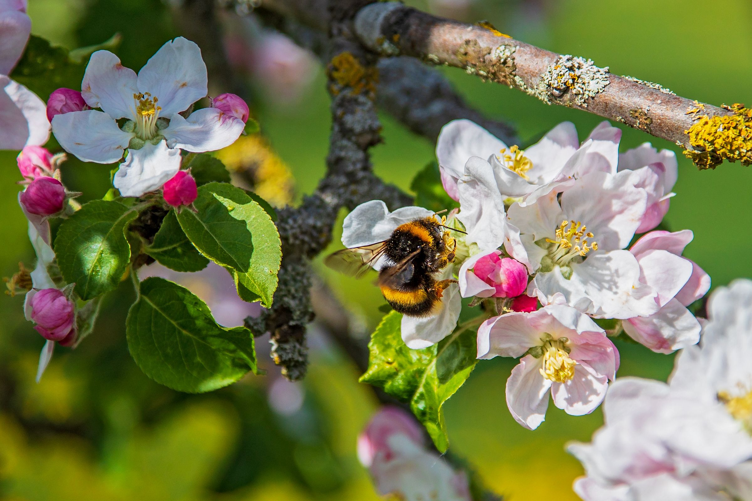 Apfelbaum: Die Blüten sind weiß oder leicht rosa. (Foto: Martin Grimm/stock.adobe.com) Stadtbaum-Portraits: weiß-rosa Blüten eines Apfelbaums mit einer Hummel (Foto: Martin Grimm/stock.adobe.com)