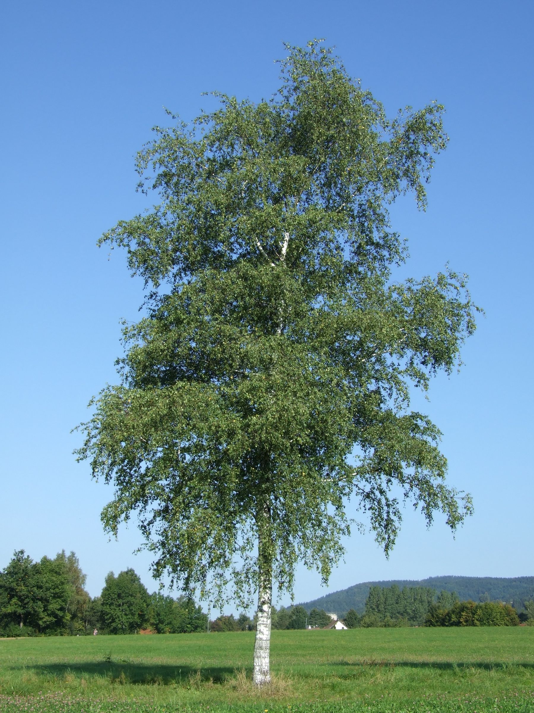 Die Birke hat eine aufrechte, lockere Krone, mit oft herabhängenden Zweigen. (Foto: sunnychika(stock.adobe.com) Stadtbaum-Portraits: aufrechte, lockere Krone einer Birke, mit oft herabhängenden Zweigen. (Foto: sunnychika(stock.