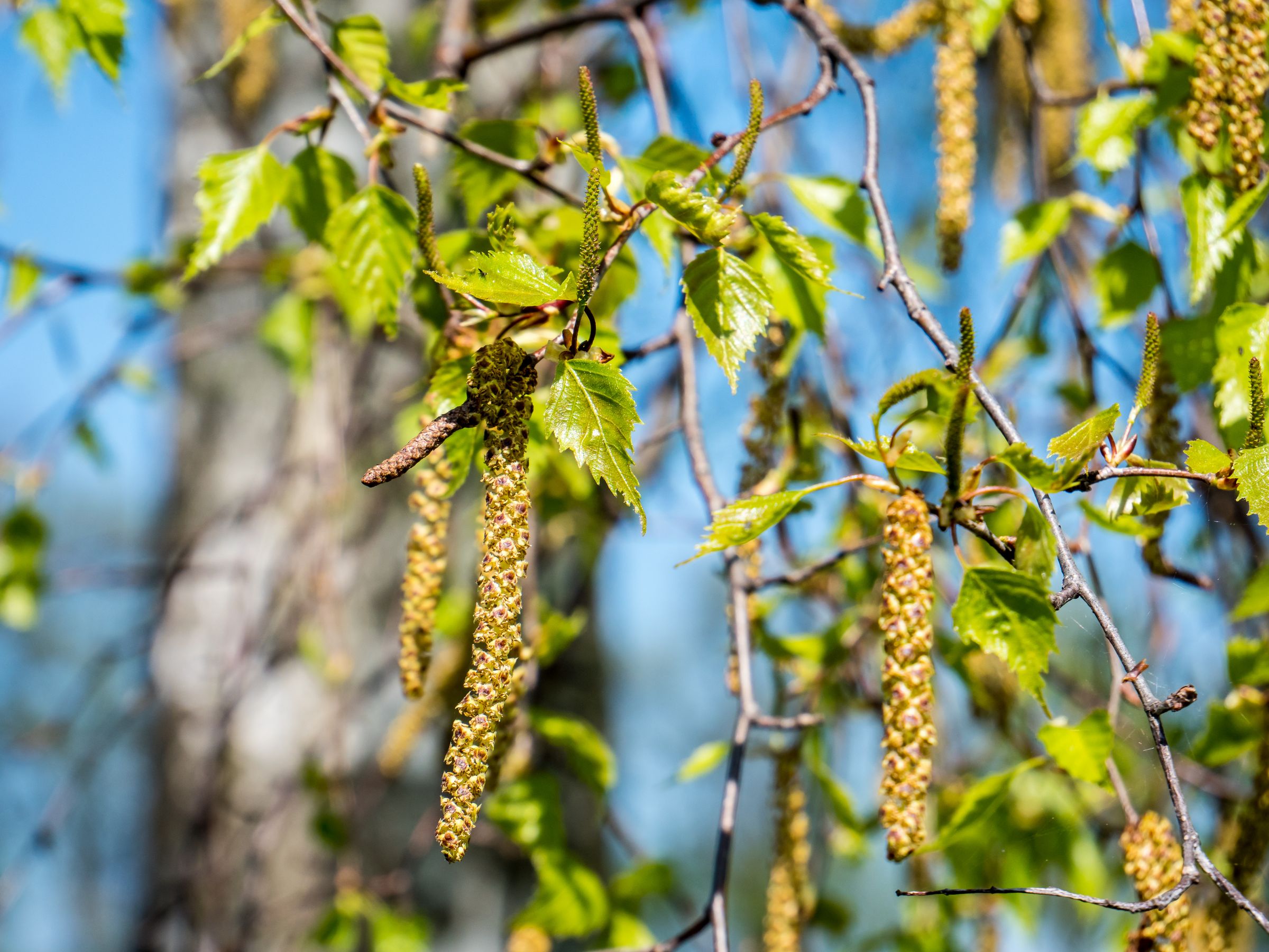 Die Blüten der Birke hängen als grünlich-gelbe „Würste“ herab. (Foto: Animaflora PicsStock/stock.adobe.com) Stadtbaum-Portraits: Die Blüten der Birke hängen als grünlich-gelbe „Würste“ herab. (Foto: Animaflora PicsStock/stock.adobe.com)
