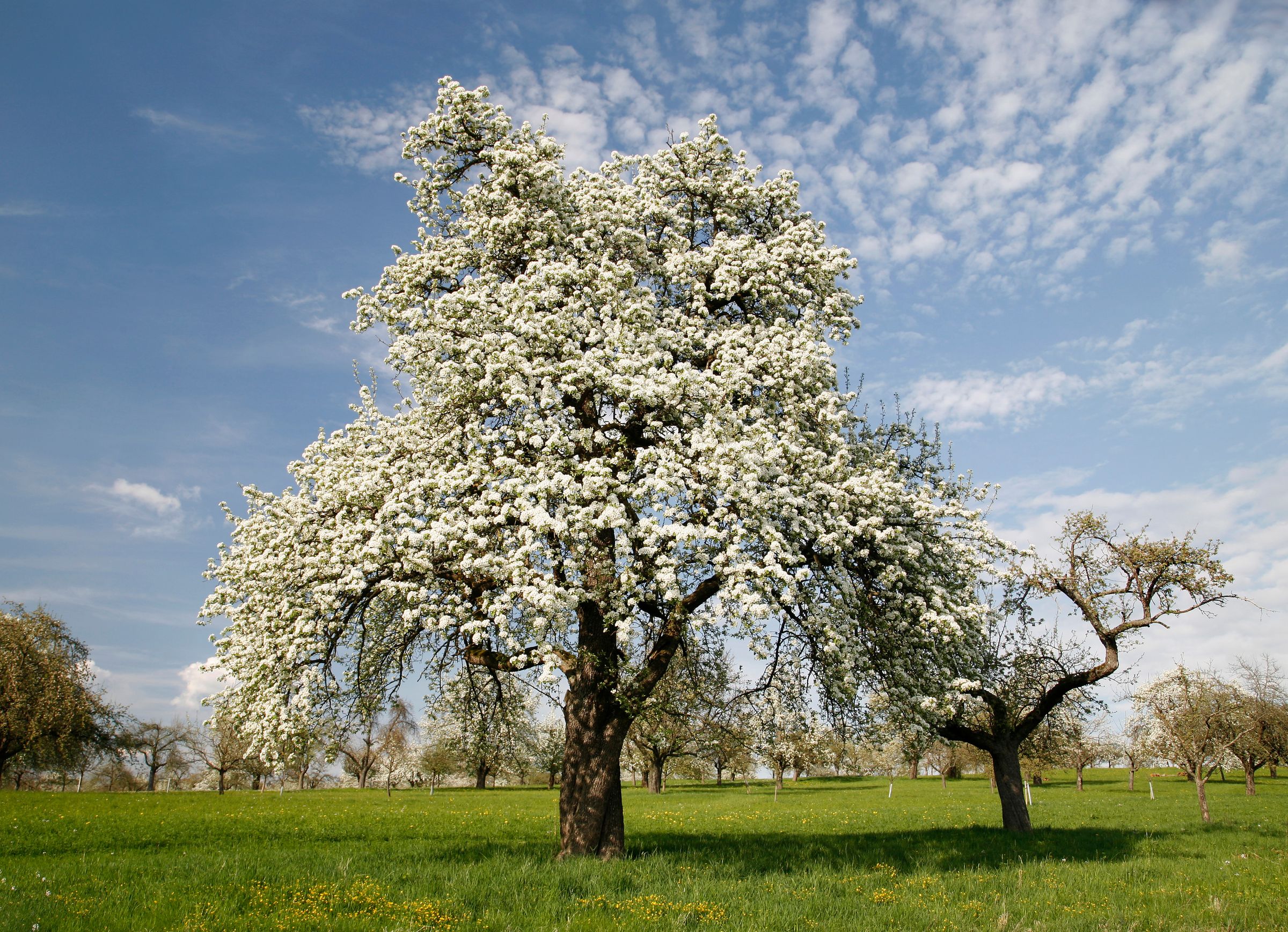 Die Birne ist bis zu 15 Meter hoch, mit weißen Blüten. (Foto: Gisela/stock.adobe.com) Stadtbaum-Portraits: blühender Birnbaum. (Foto: Gisela/stock.adobe.com)