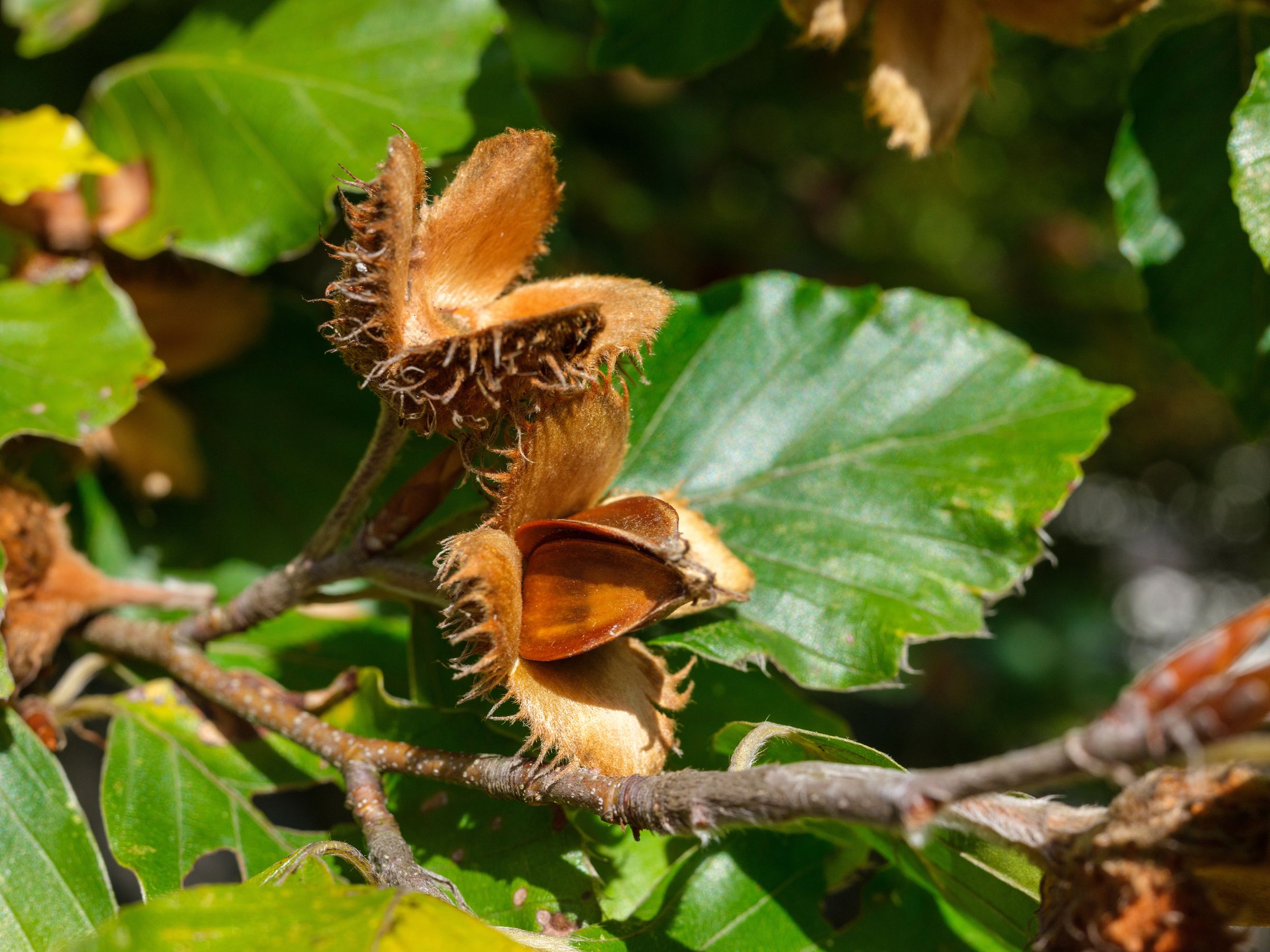 Die nussartige Frucht der Buche, die Buchecker, besteht aus einer harten und stacheligen Schale mit vier dreikantigen Samen. (Foto: AdKrieger/stock.adobe.com) Stadtbaum-Portraits: Bucheckern (Foto: AdKrieger/stock.adobe.com)
