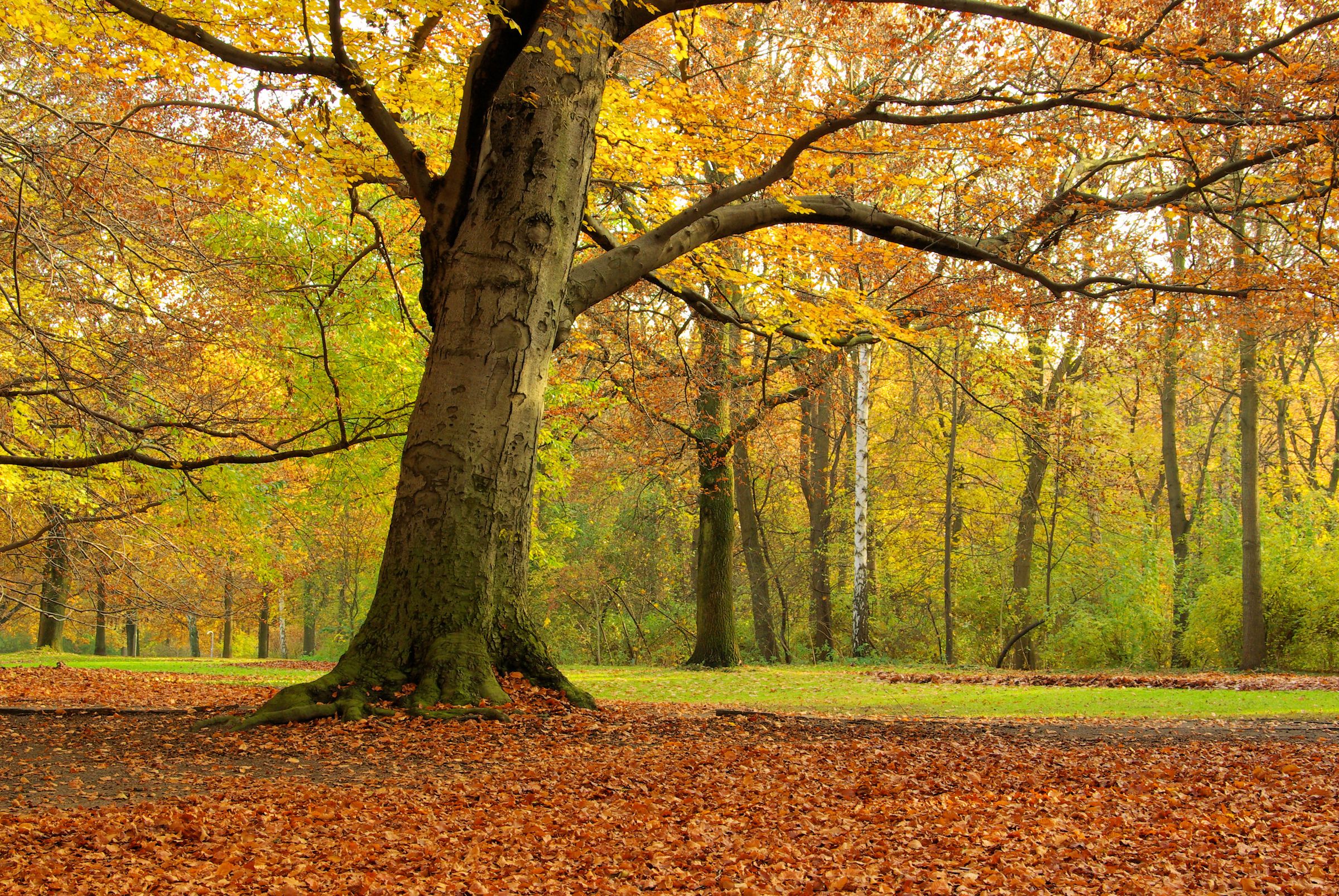 Die Blätter der Buche verfärben sich im Herbst zunächst blassgelb, später rotbraun. (Foto: LianeM/stock.adobe.com) Stadtbaum-Portraits: Buche mit gelbem Herbstlaub (Foto: LianeM/stock.adobe.com)