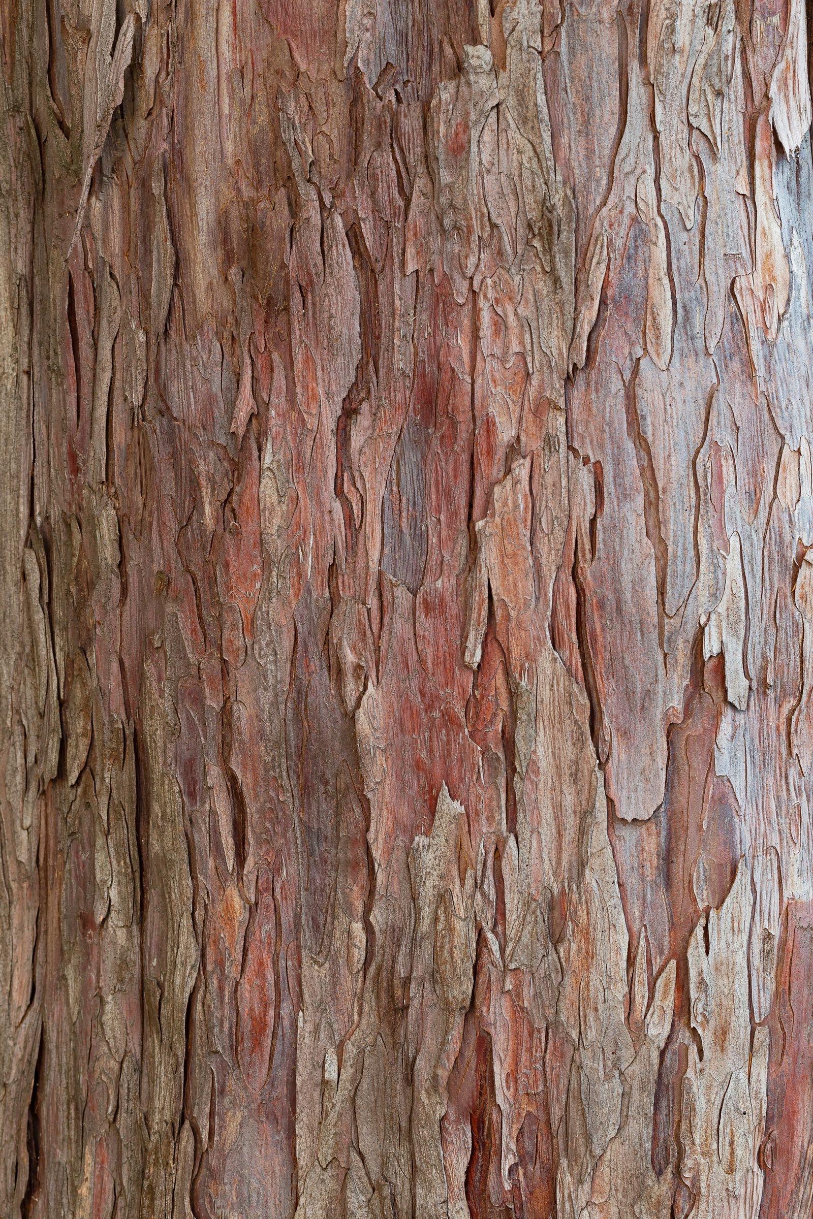 Die Rinde einer Eibe ist rotbraun und blättert an den Stämmen in Schuppen ab. (Foto: ihorhvozdetsky/stock.adobe.com) Stadtbaum-Portrait: rotbraune Rinde einer Eibe (Foto: ihorhvozdetsky/stock.adobe.com)