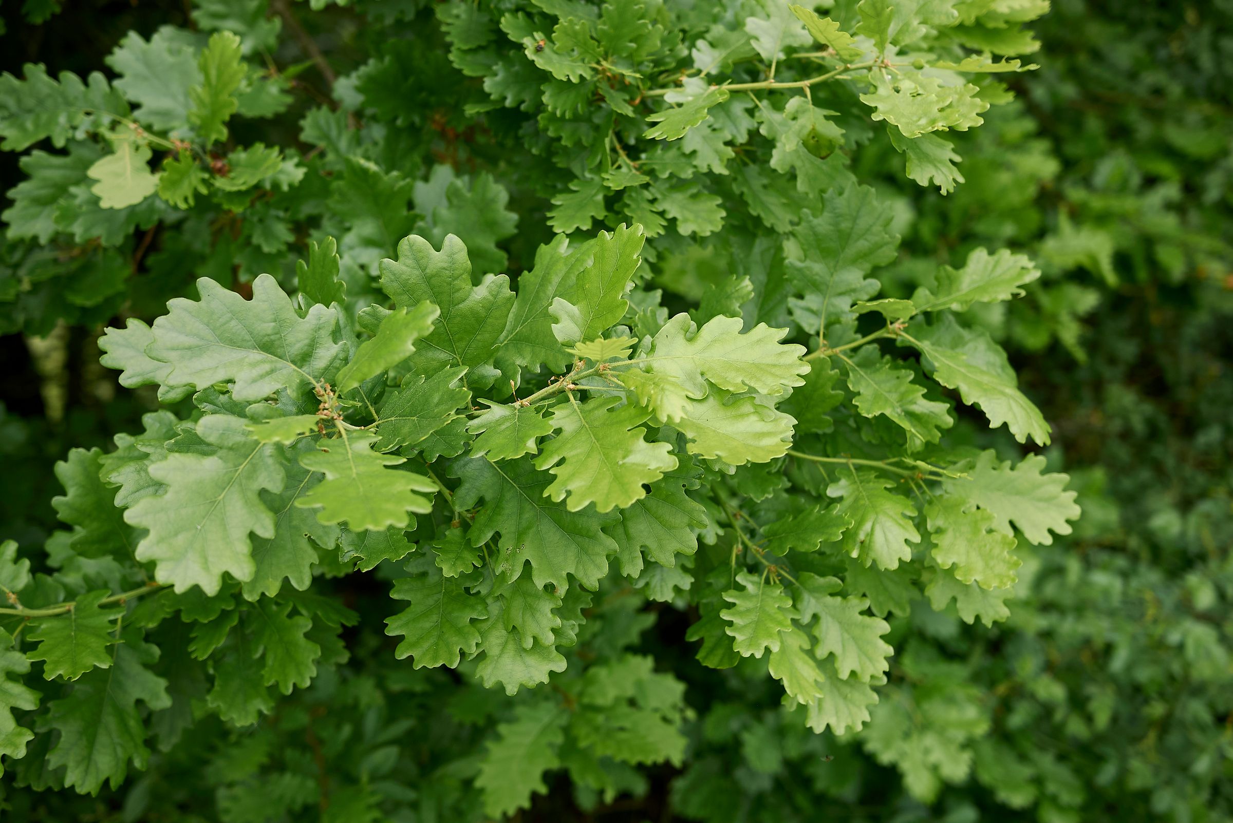 Charakteristisch für die Eiche: die wolkenförmigen Blätter. (Foto: simona/stock.adobe.com) Stadtbaum-Portraits: grüne, wolkenförmige Blätter einer Eiche (Foto: simona/stock.adobe.com)