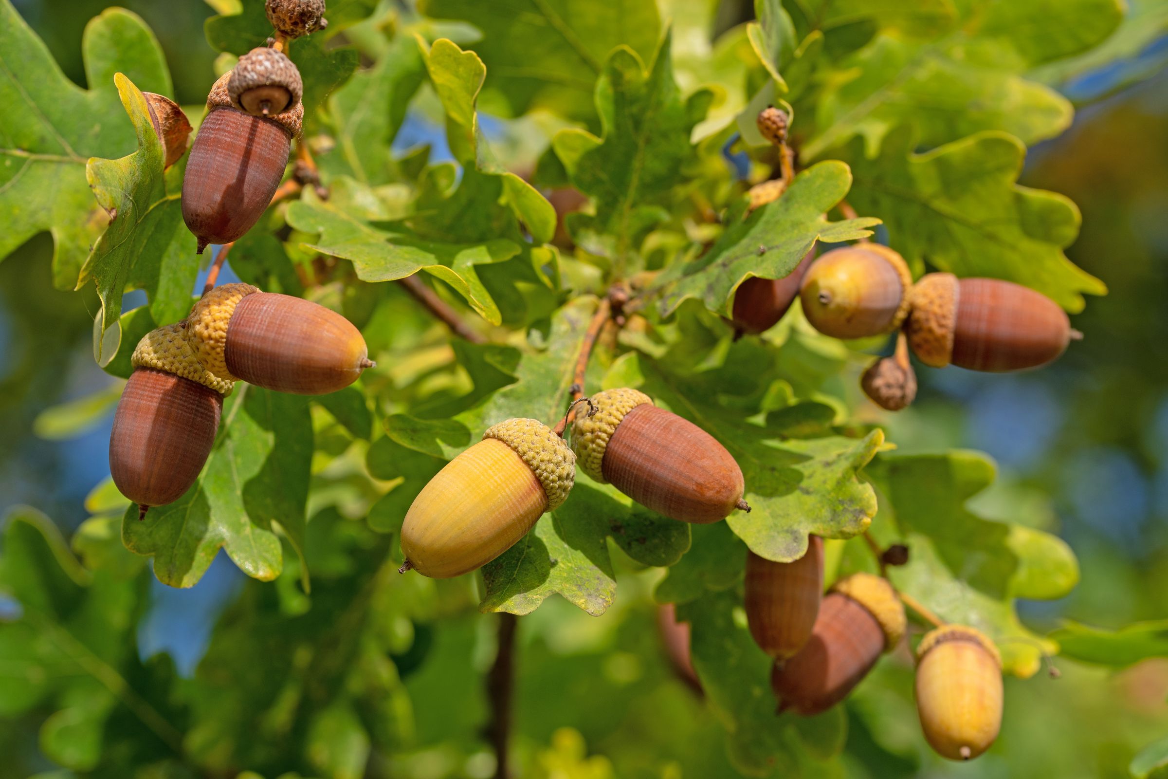 Eicheln spielen eine große Rolle Eicheln als Nahrung für die Tiere des Waldes. (Foto: M. Schuppich/stock.adobe.com) Stadtbaum-Portraits: Eicheln an einem Zweig mit grünen Blättern (Foto: M. Schuppich/stock.adobe.com)