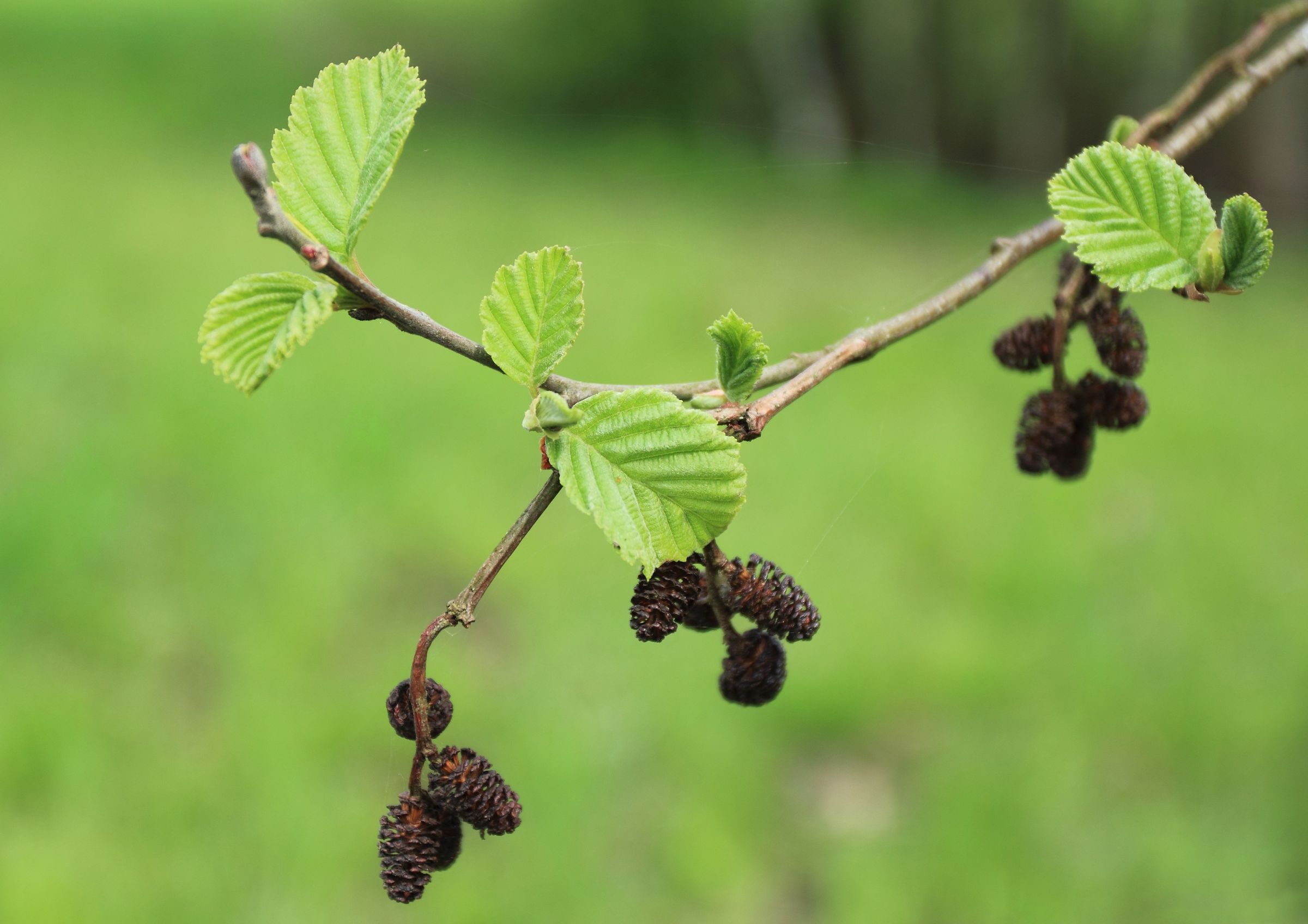 Die Erle hat rundliche bis verkehrt-eiförmige Blätter und kleine, braune Zapfen. (Foto: Bogdan Wankowicz/stock.adobe.com) Stadtbaum-Portraits: Erlenzweig mit grünen Blättern und braunen Zapfen (Foto: Bogdan Wankowicz/stock.adobe.com)