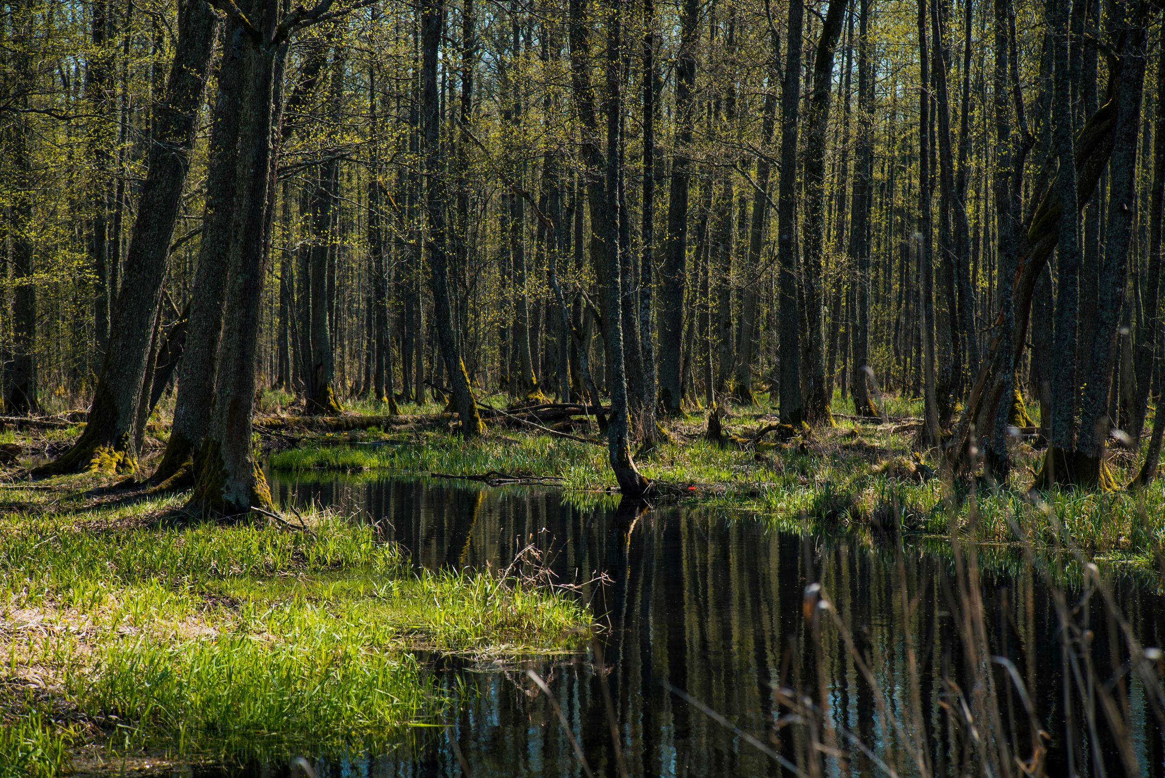 Erlen mögen feuchte Standorte. Von der dunklen Rinde hat die Schwarzerle ihren Namen. (Foto: Gatis/stock.adobe.com) Stadtbaum-Portraits: Erlenbruchwald mit den dunklen Stämmen von Schwarzerlen (Foto: Gatis/stock.adobe.com)