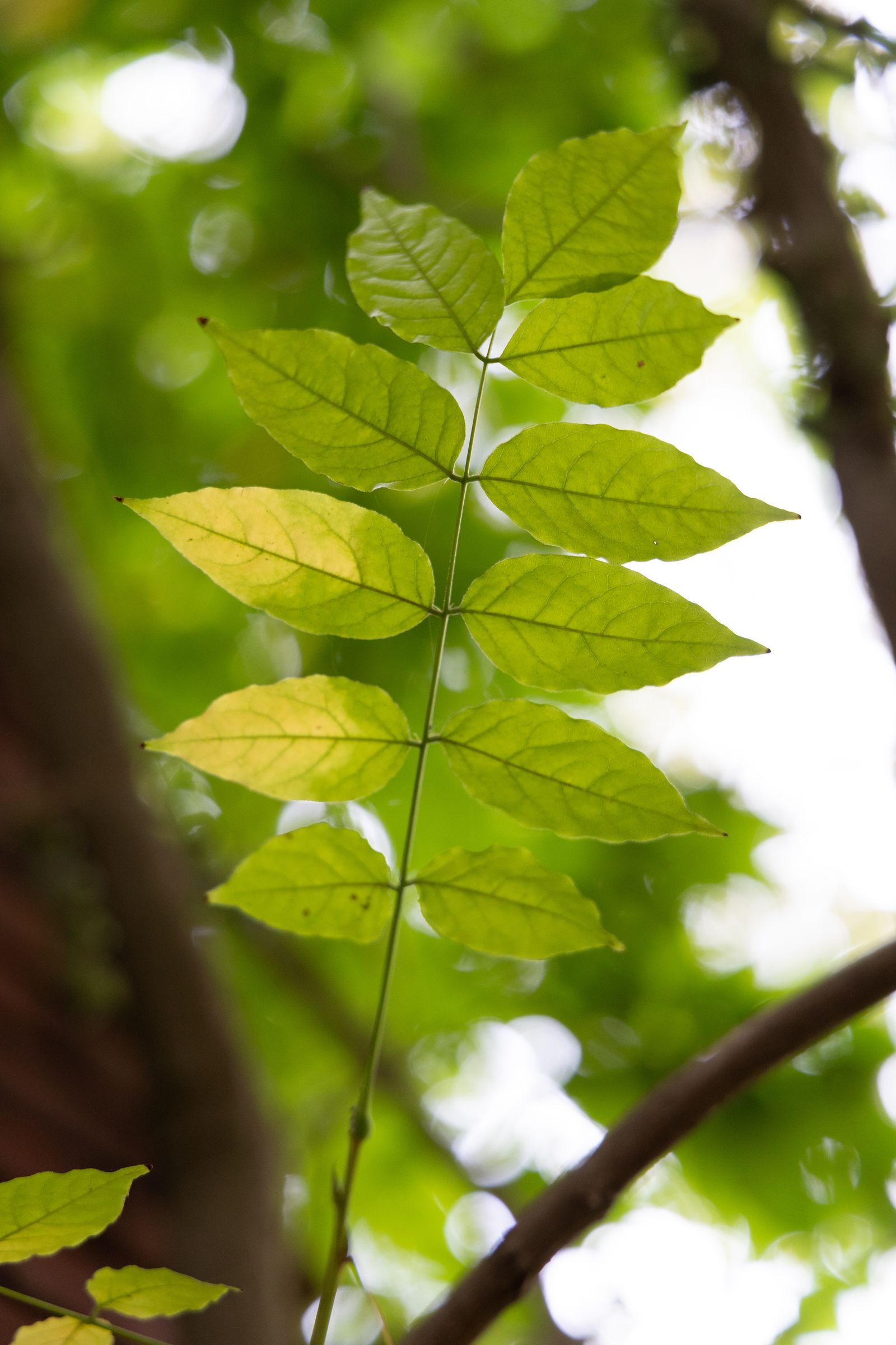 Die Blätter der Esche sind farnartig „gefiedert“. (Foto: dachux21/stock.adobe.com) Stadtbaum-Portraits: farnartig gefiederte Blätter einer Esche (Foto: dachux21/stock.adobe.com)