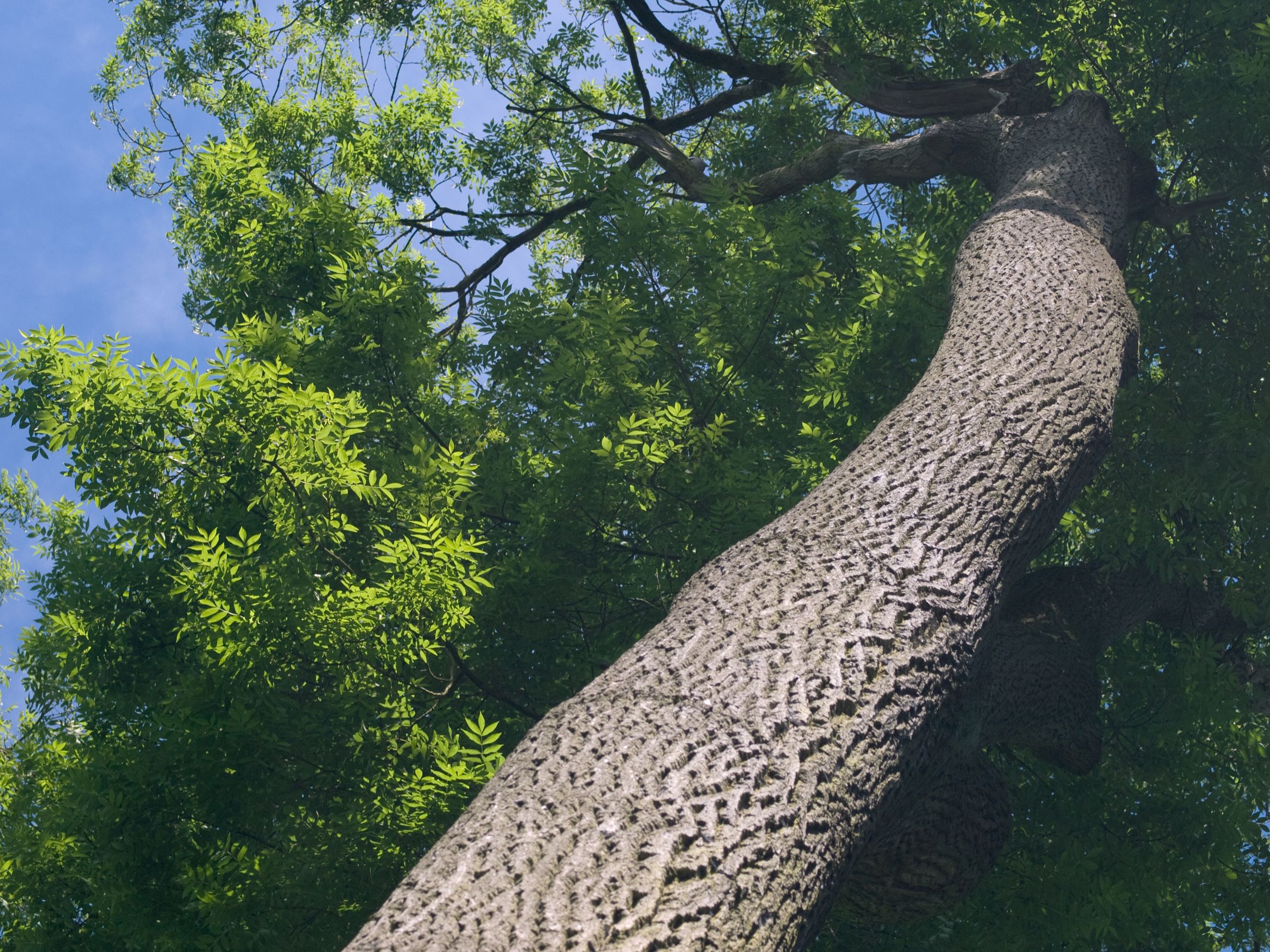 Der Stamm einer Esche ist meist ausgesprochen gerade und gabelt sich nicht. Die Rinde bildet eine dicke, raue und netzartige Struktur. (Foto: Pefkos/stock.adobe.com) Stadtbaum-Portraits: gerader Stamm mit gefurchter Rinde einer Esche (Foto: Pefkos/stock.adobe.com)