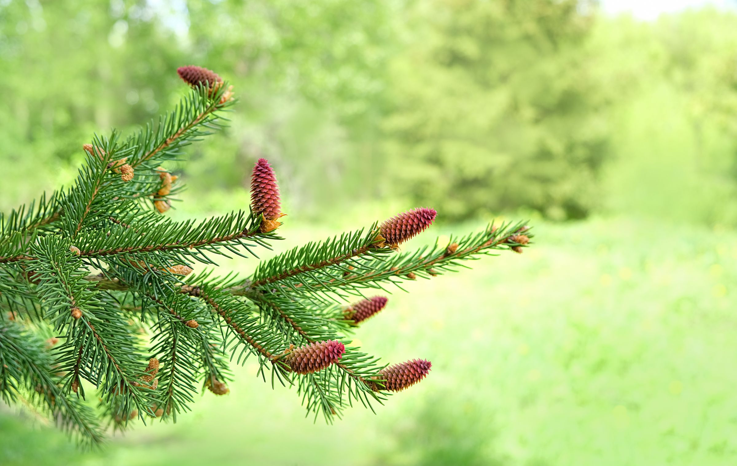 Fichtenzweig mit männlichen Blüten. Die Nadeln der Fichte wachsen rund um die Zweige und sind stechend spitz. (Foto: Ju see/stock.adobe.com) Stadtbaum-Portraits: Fichtenzweig mit männlichen Blüten (Foto: Ju see/stock.adobe.com)