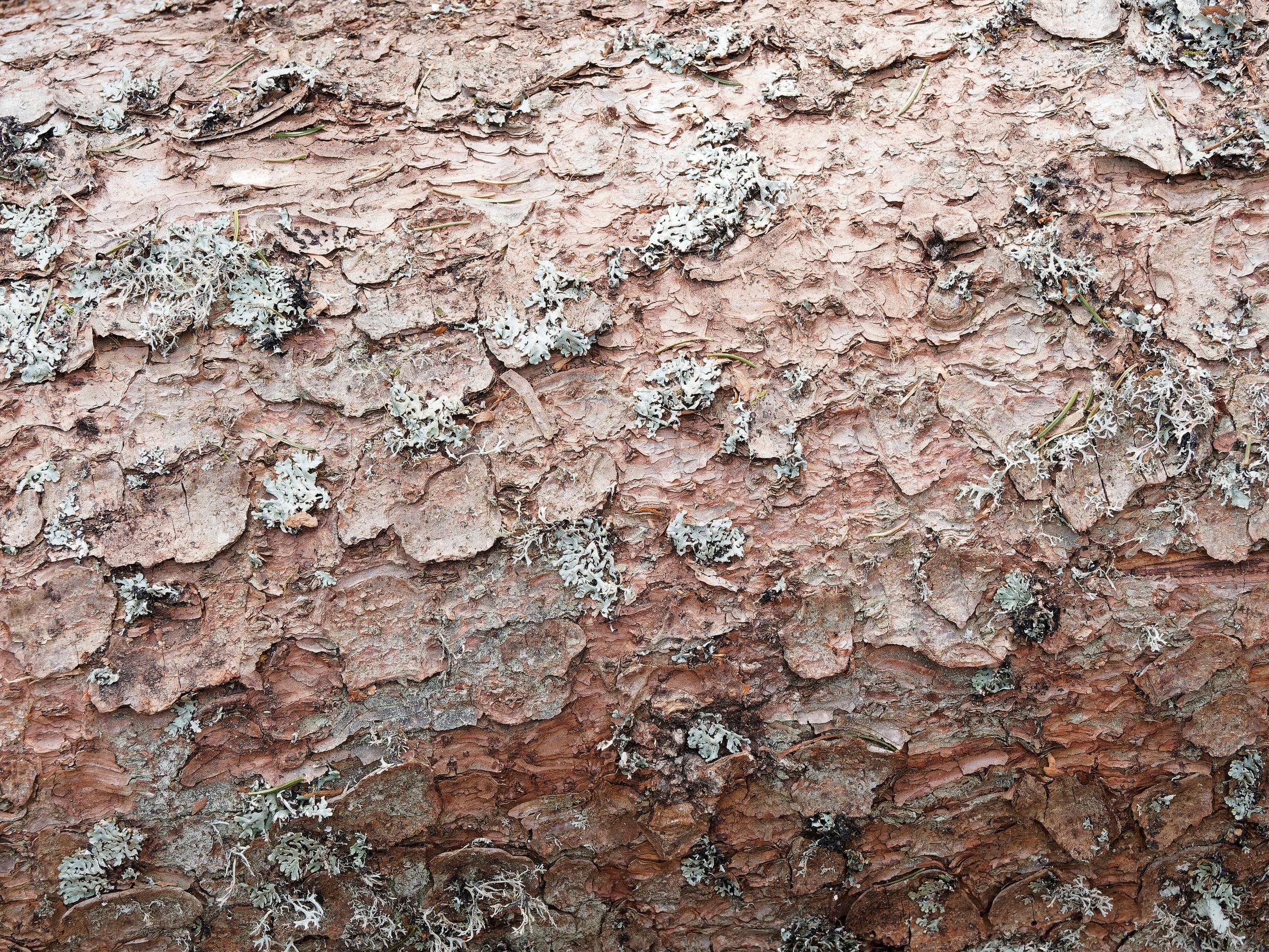 Der Stamm der Fichte zeigt eine rötlich-braune, feinschuppige Rinde. (Foto: Marc/stock.adobe.com) Stadtbaum-Portraits: rötlich-braune Rinde einer Fichte (Foto: Marc/stock.adobe.com)