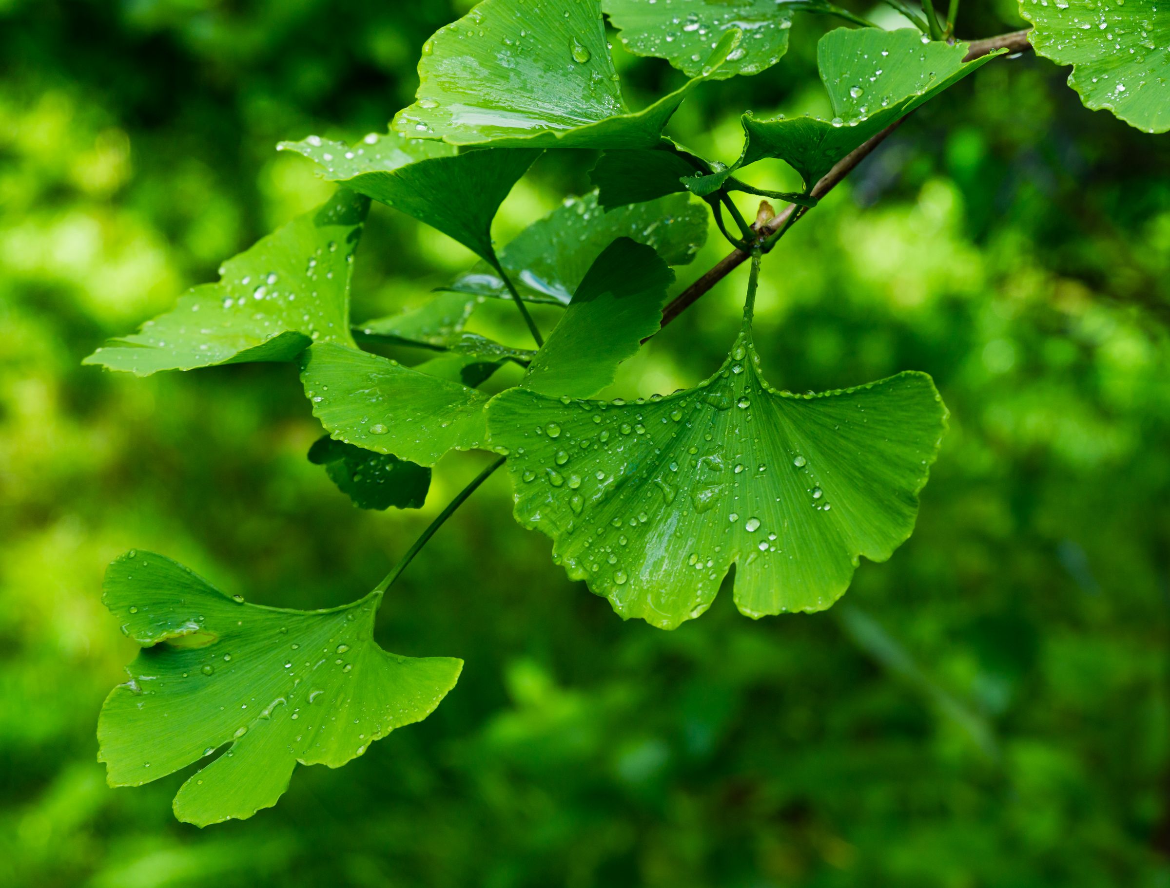 Charakteristisches Kennzeichen des Ginkgo sind seine fächerförmigen Blätter. (Foto: MarinoDenisenko/stock.adobe.com) Stadtbaum-Portraits: grünes, fächerförmiges Blatt eines Ginkgos (Foto: MarinoDenisenko/stock.adobe.com)