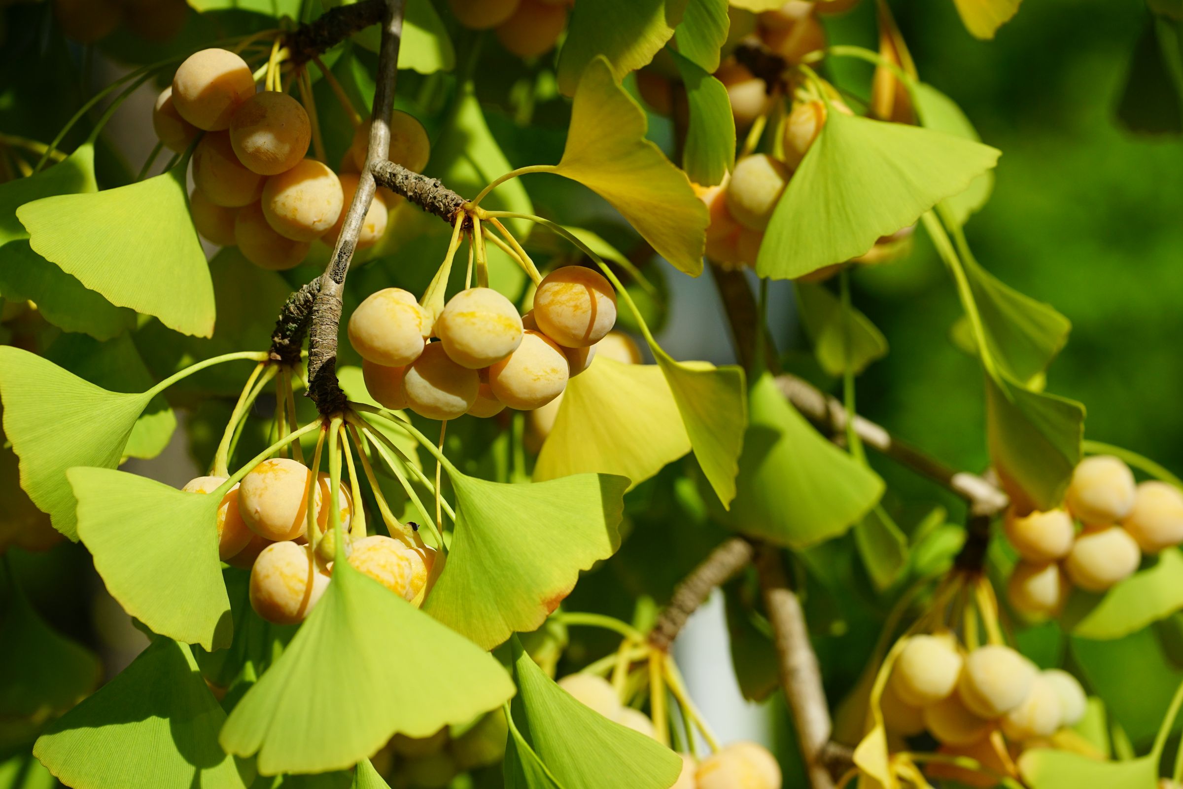 Die Früchte des Ginkgos sind gelb und einer Mirabelle ähnlich. Man sieht sie aber nur selten. (Foto: eqroy/stock.adobe.com) Stadtbaum-Portraits: gelbe Früchte eine Ginkgos (Foto: eqroy/stock.adobe.com)