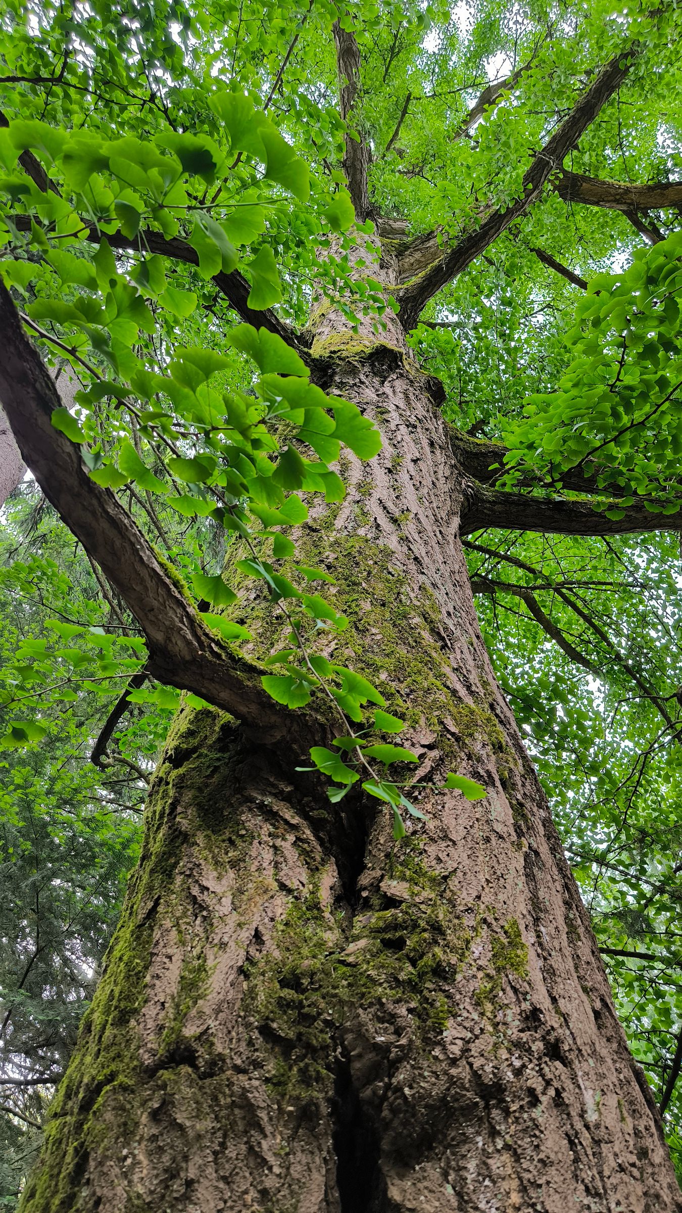 Junge Ginkgos wachsen schlank und aufrecht, ältere Exemplare zunehmend in die Breite. (Foto: Jana/stock.adobe.com) Stadtbaum-Portraits: von unten nach oben fotografierter Stamm eines großen Ginkgos (Foto: Jana/stock.adobe.com)