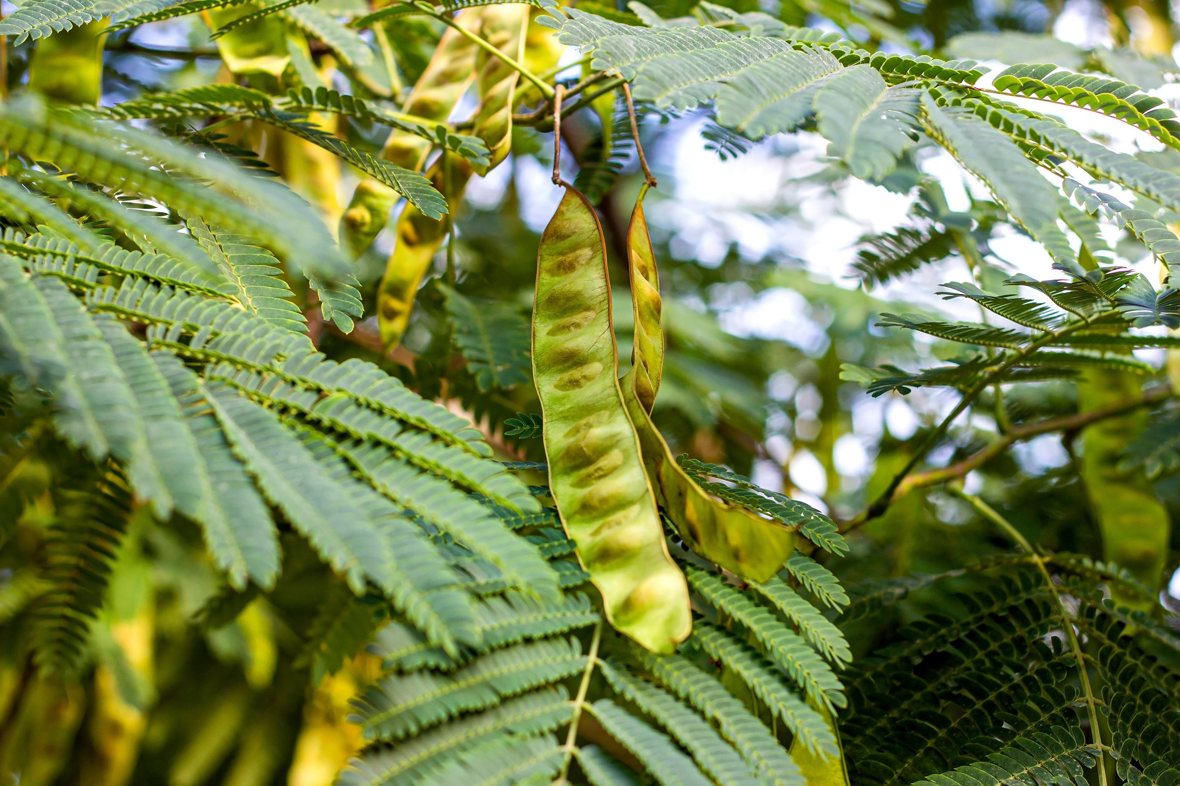 Auffällig sind die länglichen und abgeflachten, ledrigen Hülsenfrüchte der Gleditschie. (Foto: KatMoy/stock.adobe.com) Stadtbaum-Portraits: Hülsenfrüchte der Gleditischie. (Foto: KatMoy/stock.adobe.com)