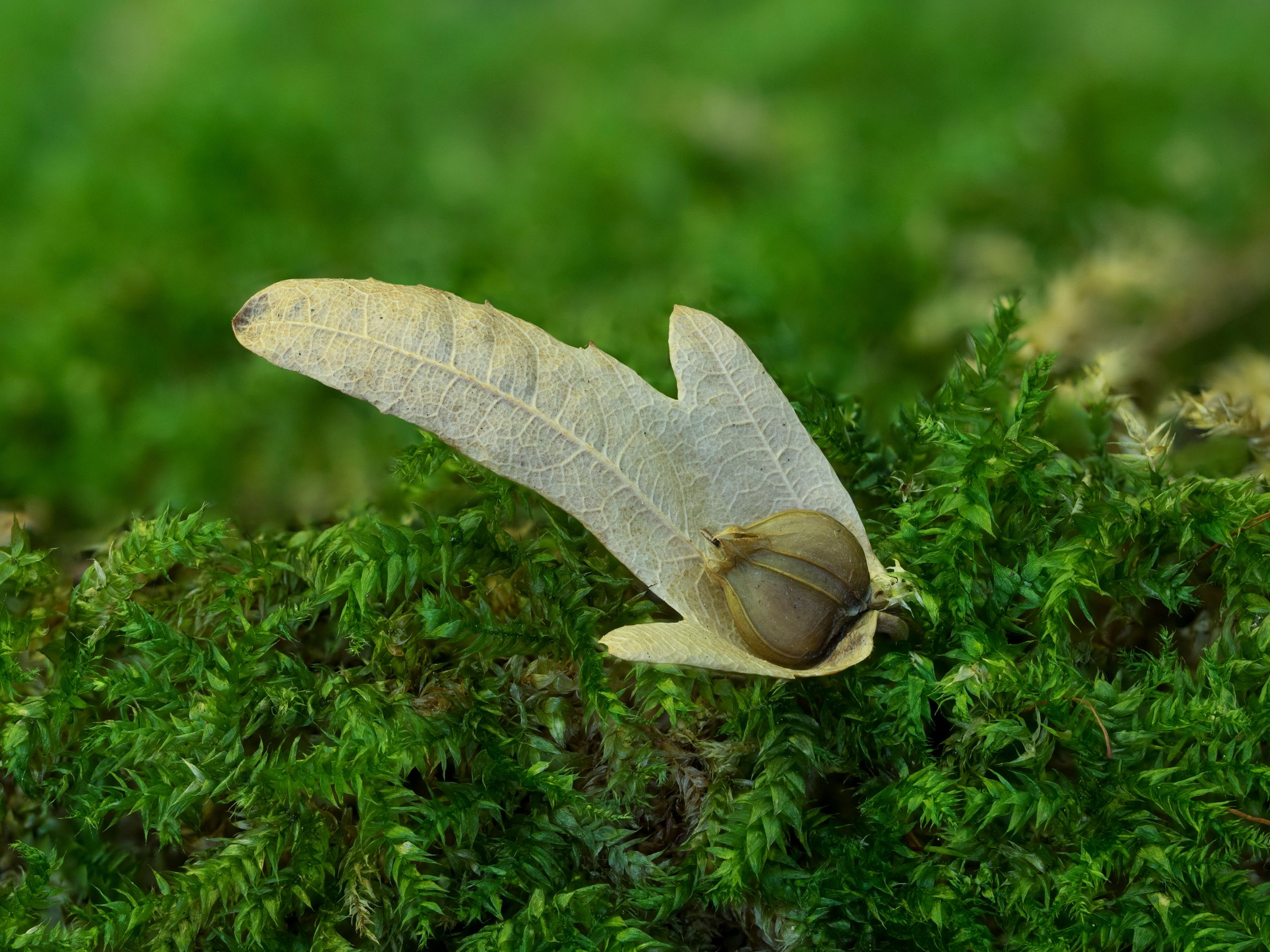 Die nussartige Frucht der Hainbuche ist in spießförmige Blätter eingehüllt. (Foto: goldi59/stock.adobe.com) Stadtbaum-Portraits: Die nussartige Frucht der Hainbuche ist in spießförmige Blätter eingehüllt. (Foto: goldi59/stock.adobe.com)
