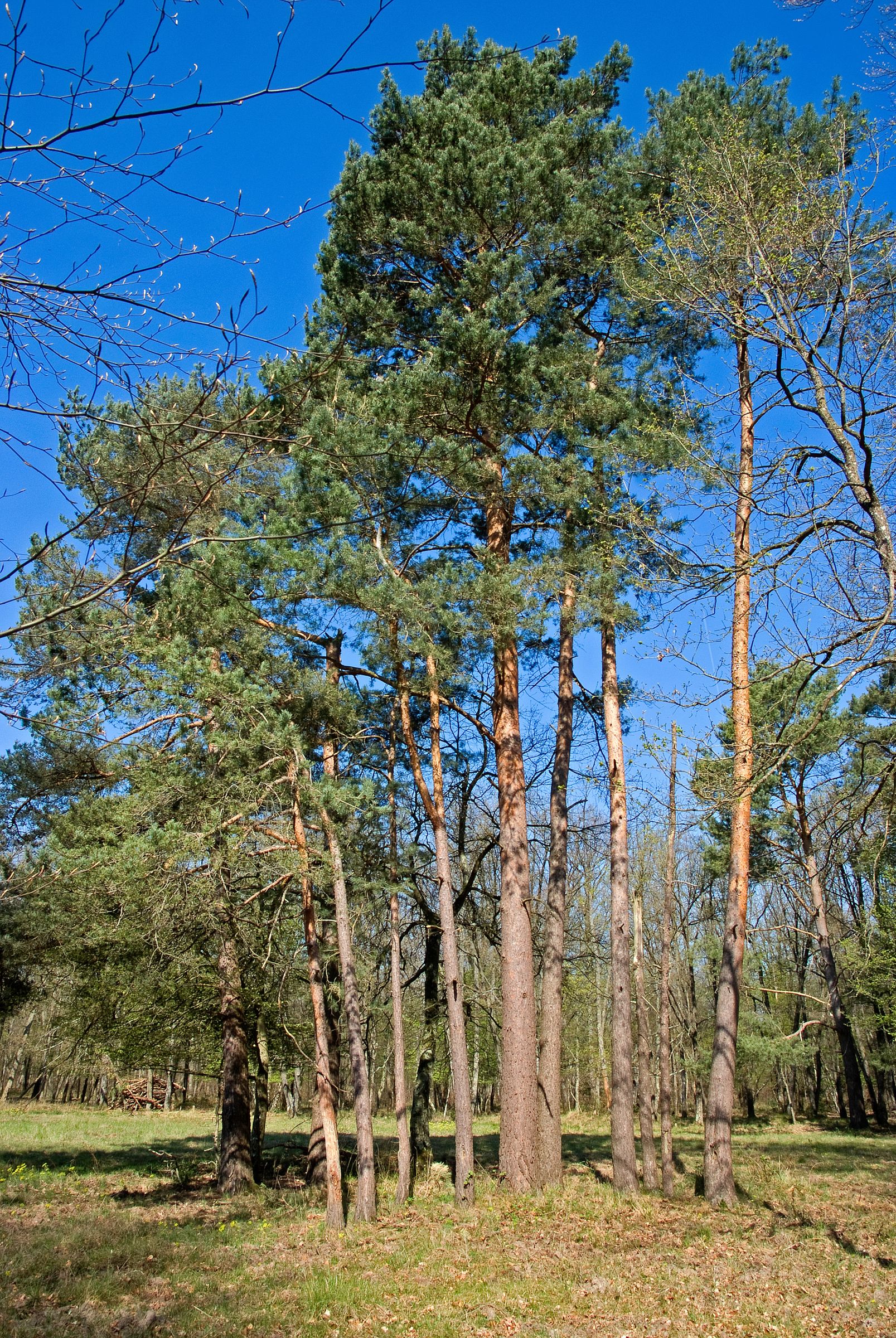 Die Kronen von Waldkiefern beginnen oft sehr weit oben am Stamm. (Foto: JAG IMAGES/stock.adobe.com) Stadtbaum-Portraits: Waldkiefern (Foto: JAG IMAGES/stock.adobe.com)