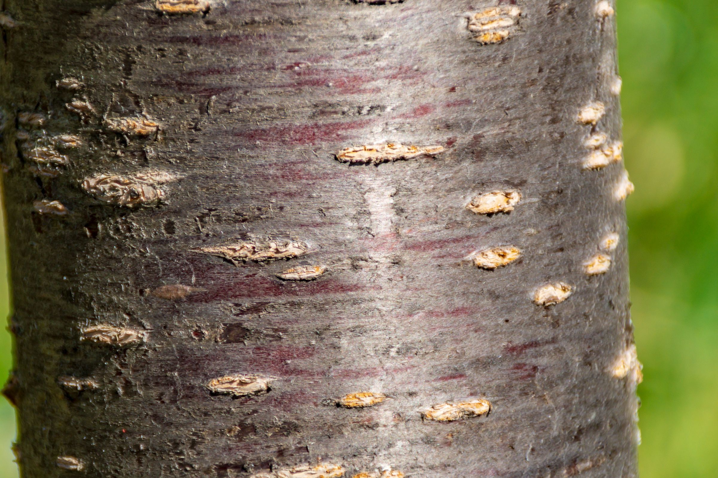 Typisch für den Kirschbaum: die rotbraune, waagerecht gebänderte Rinde mit auffälligen Korkwarzen. (Foto: Luciano Pierantoni/stock.adobe.com) Stadtbaum-Portraits: Rinde eines Kirschbaums (Foto: Luciano Pierantoni/stock.adobe.com)