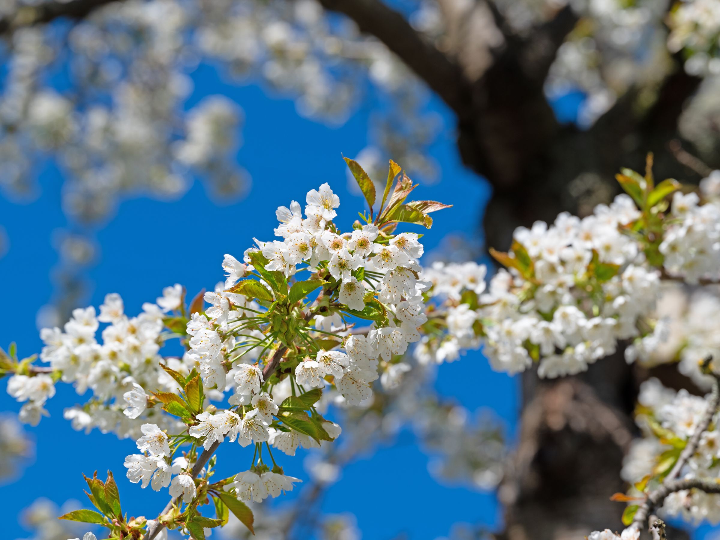 Die Blütezeit der Kirsche reicht von April bis Mai, die Blüten sind weiß. (Foto: M. Schuppich/stock.adobe.com) Stadtbaum-Portraits: kirschblüten (Foto: M. Schuppich/stock.adobe.com)