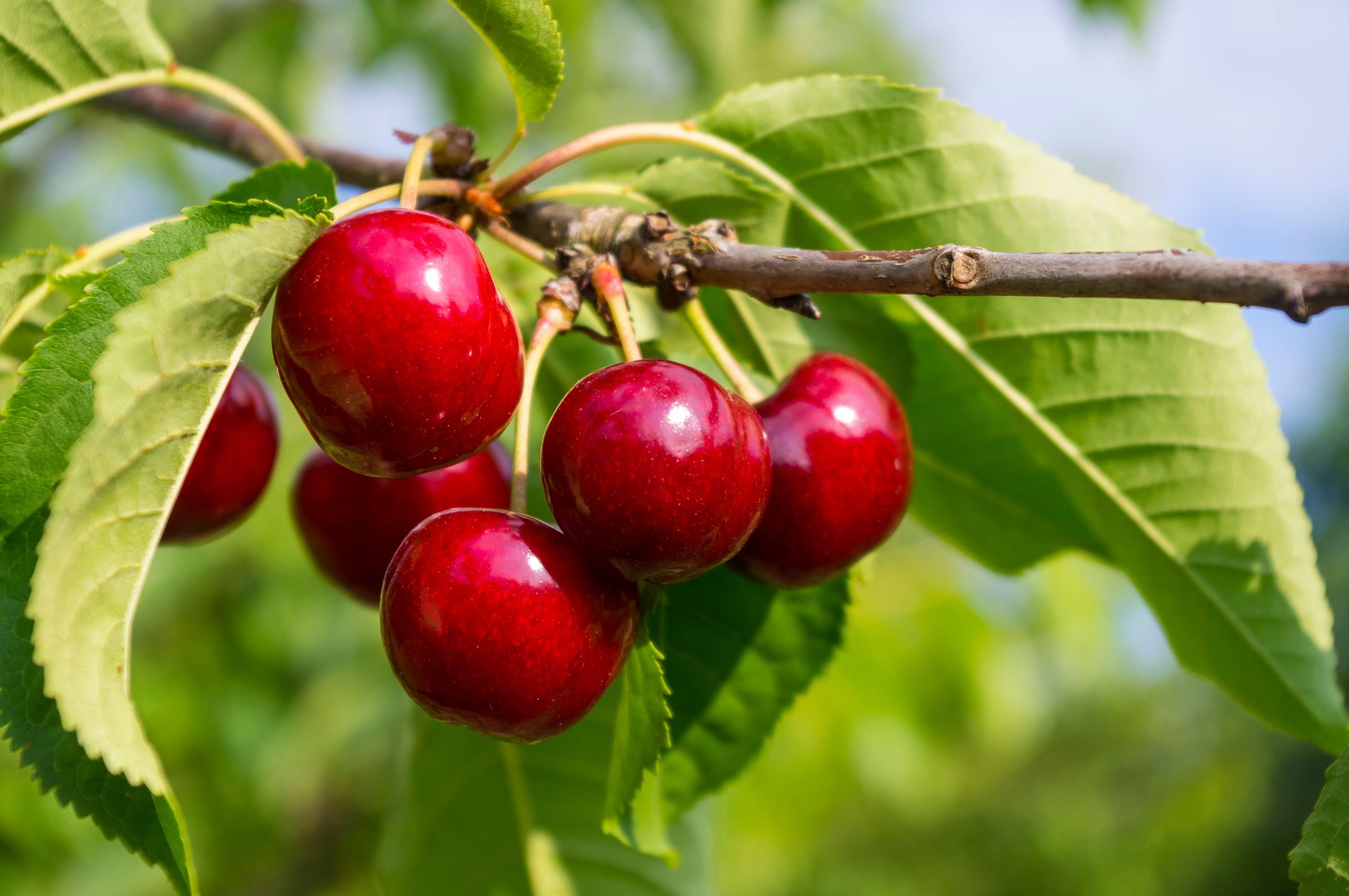 Einfachstes Kennzeichen des Kirschbaums: die im Juni reifen Früchte. (Foto: Asfodel/stock.adobe.com) Stadtbaum-Portraits: rote Kirschen an einem grün belaubten Zweig (Foto: Asfodel/stock.adobe.com)