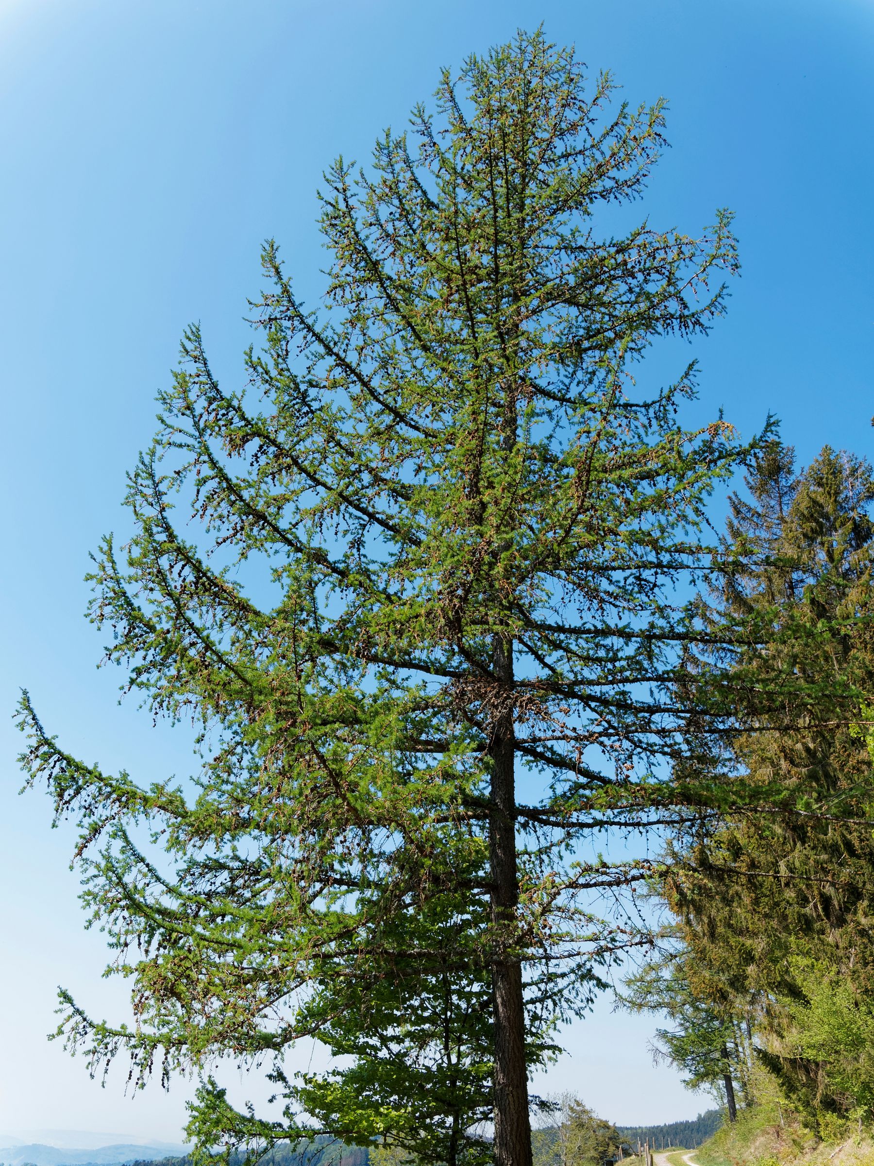 Die Krone von Lärchen ist unregelmäßig pyramidal bis schlank-kegelförmig. (Foto: Marc/stock.adobe.com) Stadtbaum-Portraits: Lärche mit grünen Nadeln vor blauem Himmel (Foto: Marc/stock.adobe.com)