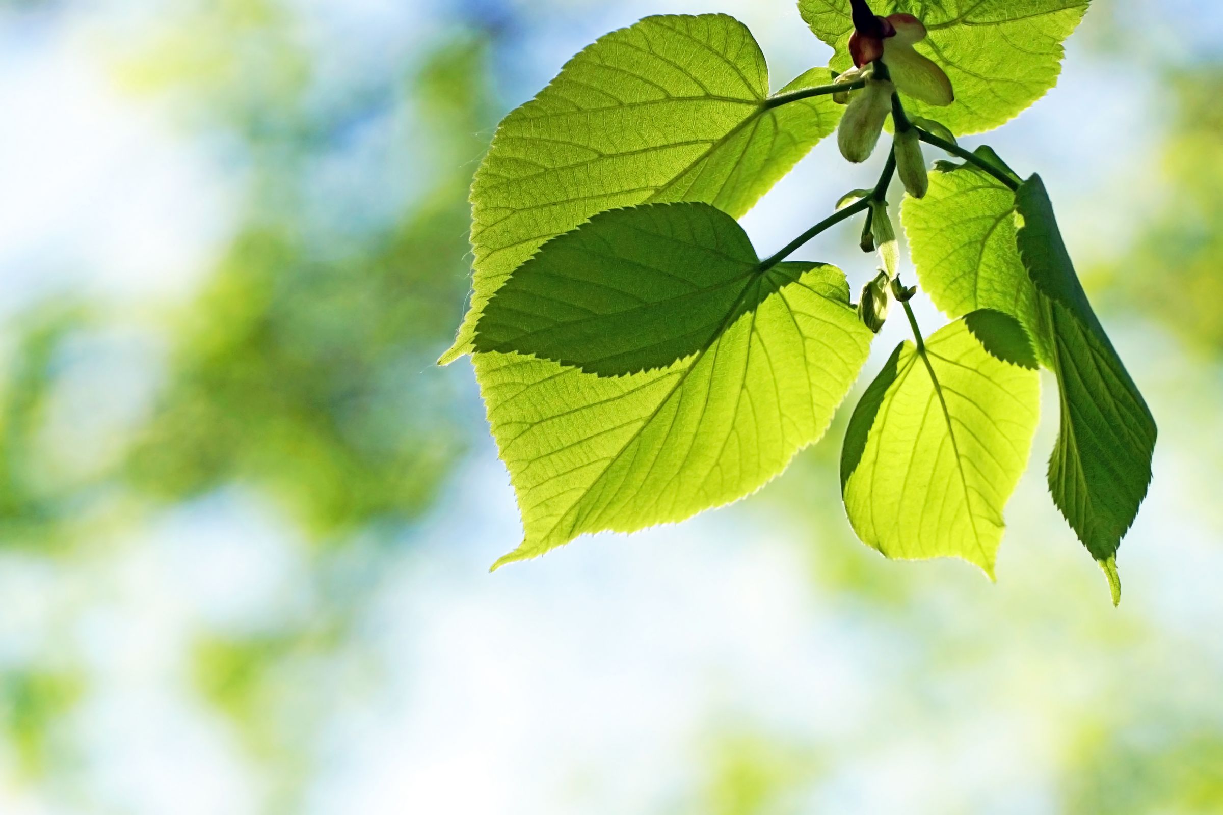 Die Blätter einer Linde sind herzförmig. (Foto: Anselm Baumgart/stock.adobe.com) Stadtbaum-Portraits: herzförmige Blätter einer Linde (Foto: Anselm Baumgart/stock.adobe.com)