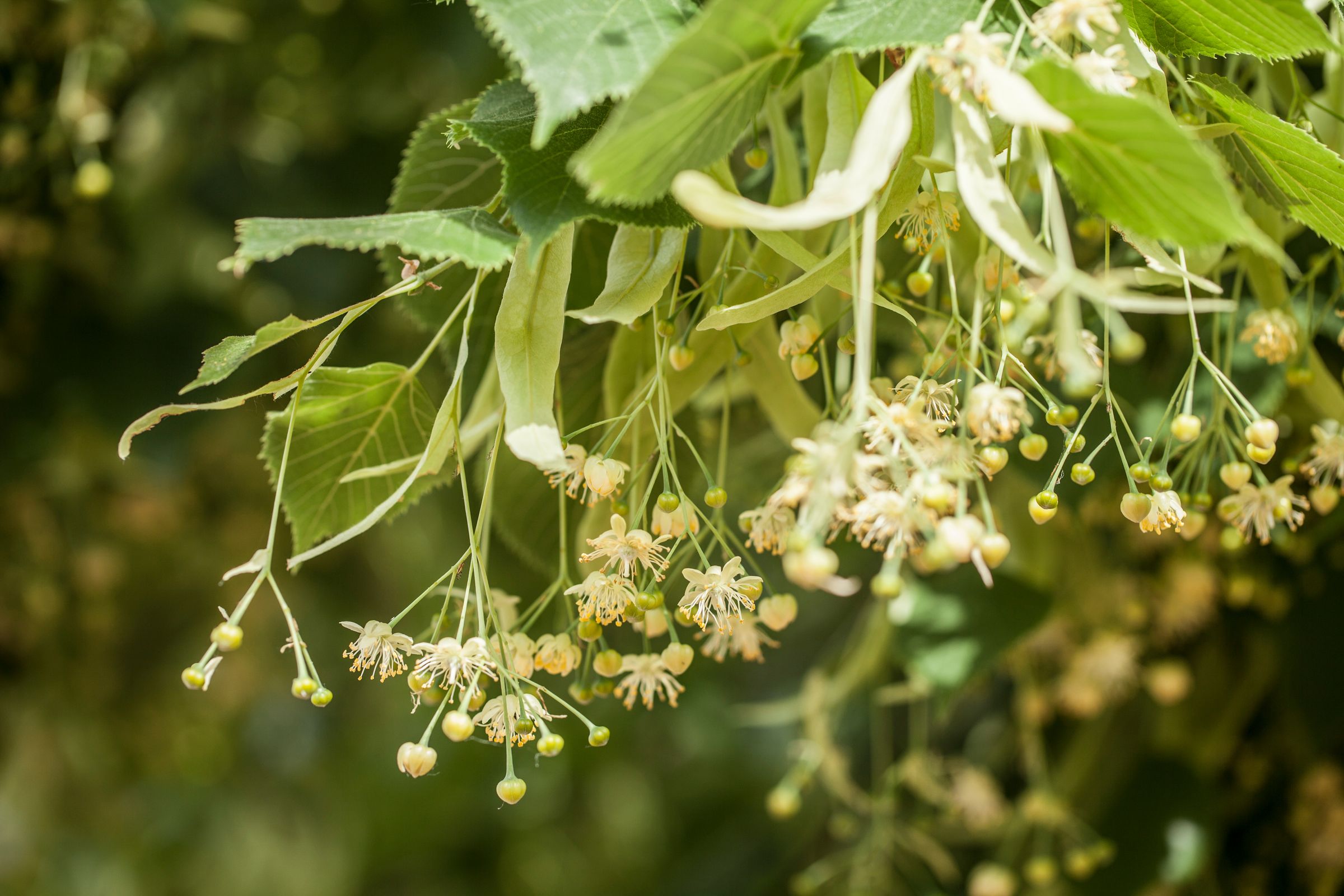 Die kleinen, weißlichen Blüten der Linde sitzen zu mehreren jeweils an einem Blütenstand. (Foto: Sabrina/stock.adobe.com) Stadtbaum-Portraits: Lindenblüten (Foto: Sabrina/stock.adobe.com)