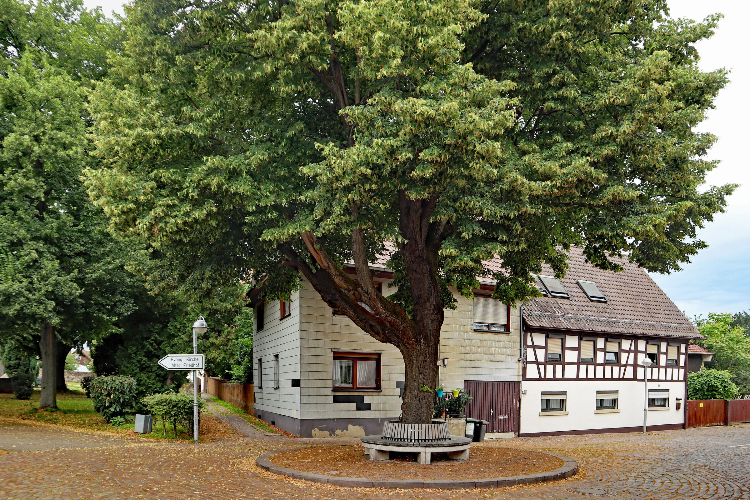 Linden stehen oft in der Mitte von Plätzen innerhalb von Ortschaften. (Foto: Klaus Eppele/stock.adobe.com) Stadtbaum-Portraits: Linde auf einem Dorfplatz (Foto: Klaus Eppele/stock.adobe.com)