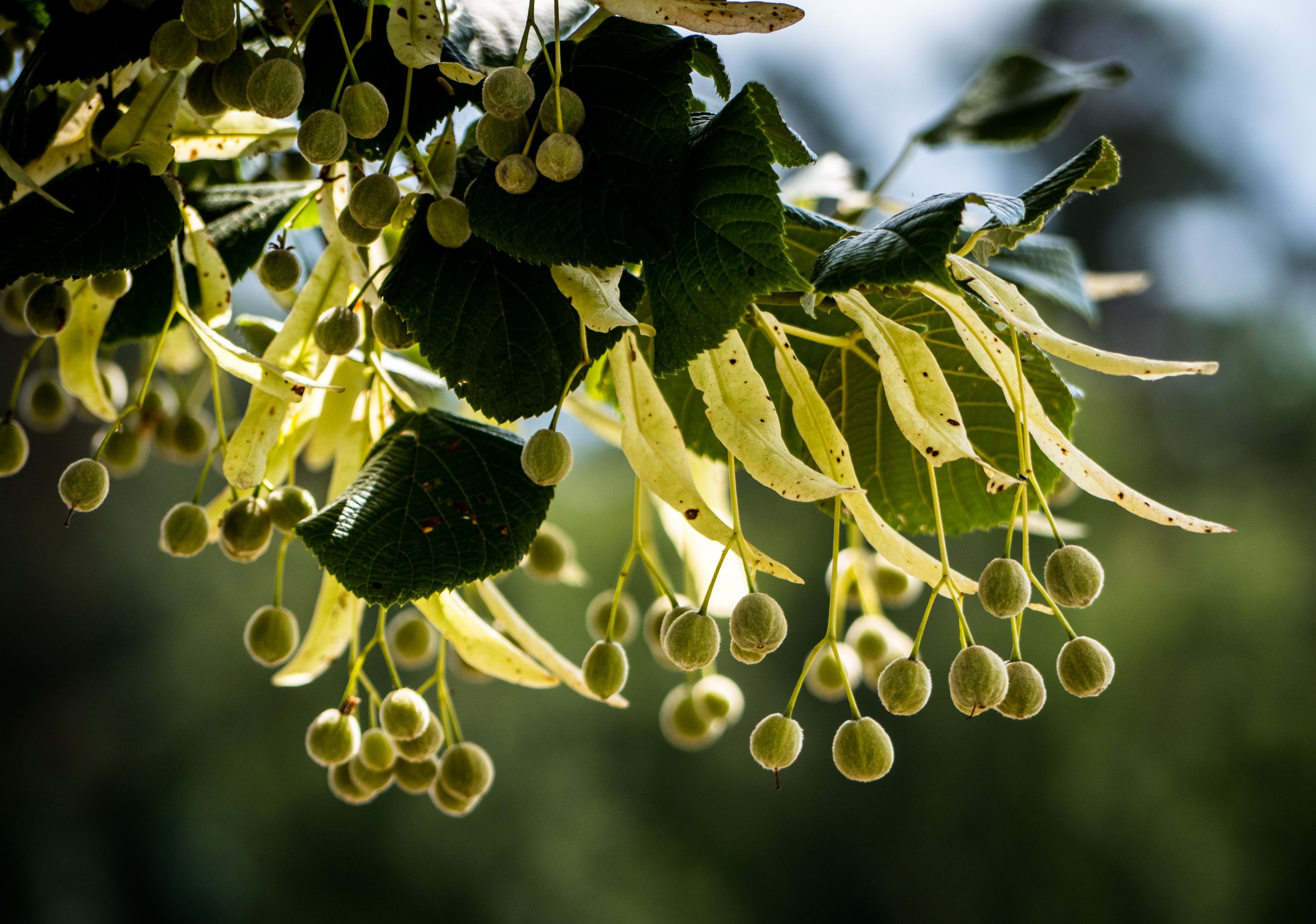 Die Samen der Linde befinden sich in kleinen, kugelförmigen Früchten. Das flügelartige Blatt hilft bei der Verbreitung. (Foto: Sulamith Sallmann/stock.adobe.com) Stadtbaum-Portraits: Samen der Linde (Foto: Sulamith Sallmann/stock.adobe.com)