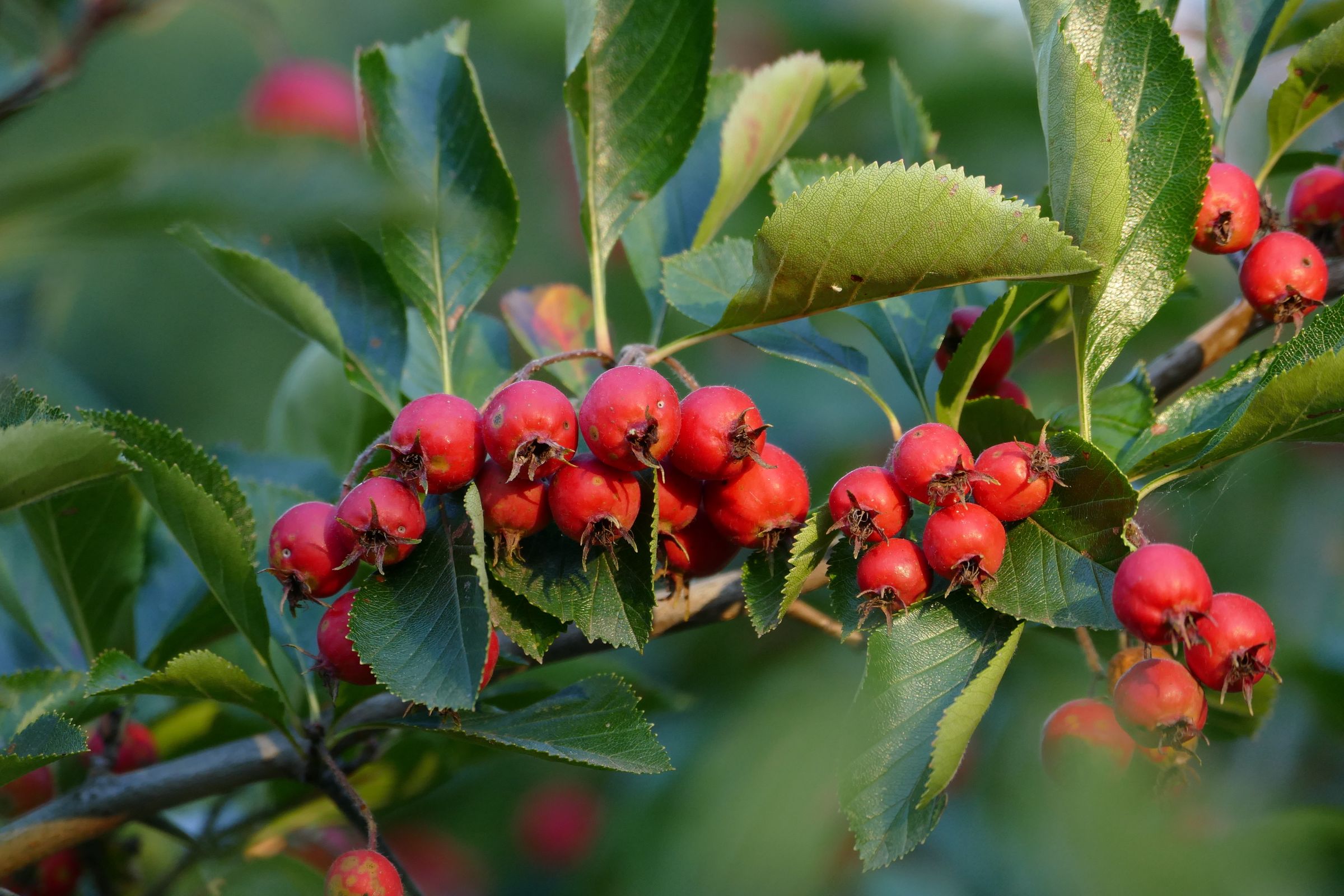 Charakteristisch für Mehlbeeren, zu denen auch die Vogelbeere zählt, sind die kleinen, apfelartigen Früchte. (Foto: funnyhill/stock.adobe.com) Stadtbaum-Portraits: rote Beeren der Echten Mehlbeere (Foto: funnyhill/stock.adobe.com)