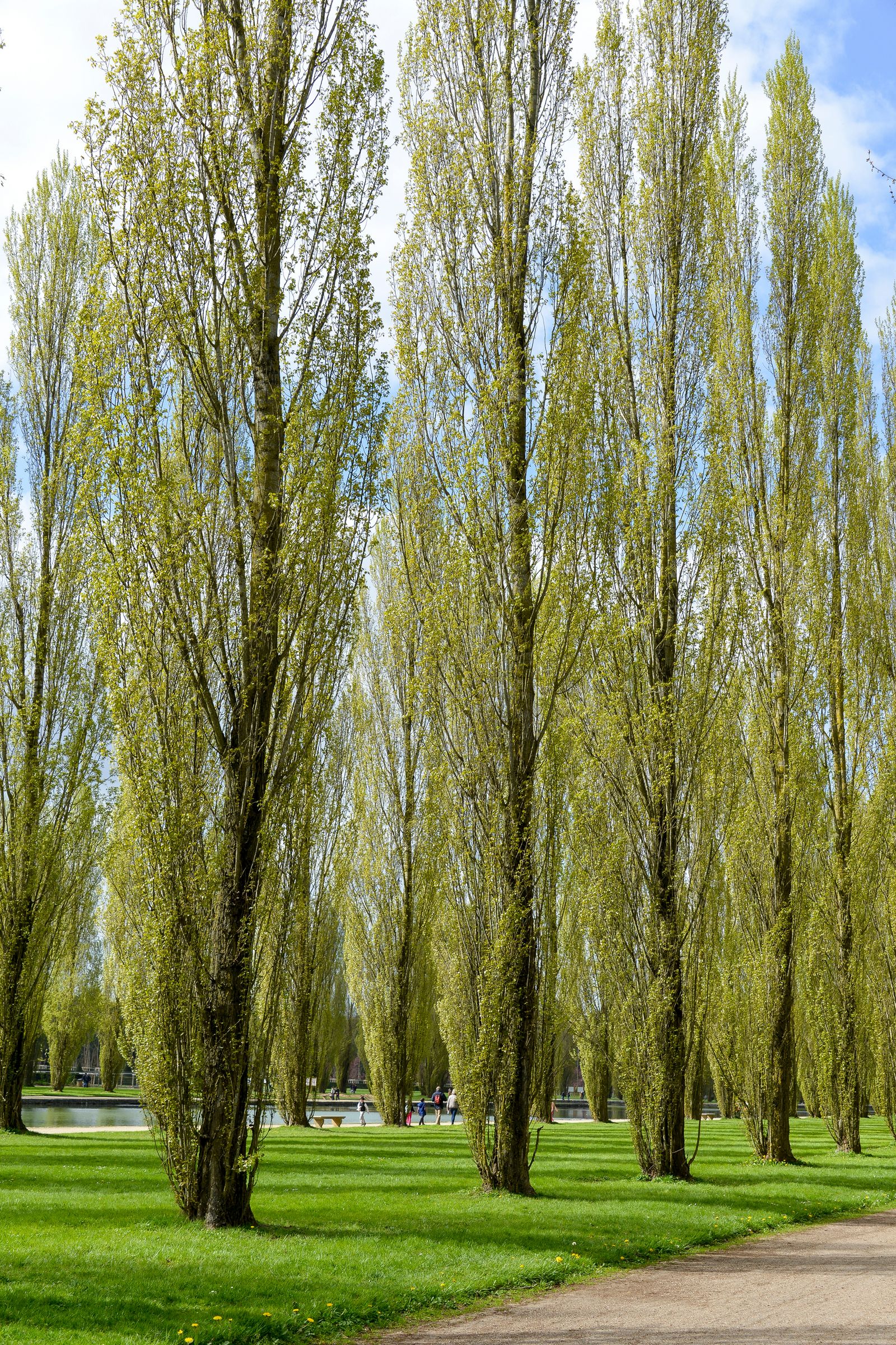 Die Säulenpappel fällt durch einen geraden, säulenförmigen Wuchs auf. (Foto: JAG IMAGES/stock.adobe.com) Stadtbaum-Portraits: Säulenpappeln in einem Park (Foto: JAG IMAGES/stock.adobe.com)