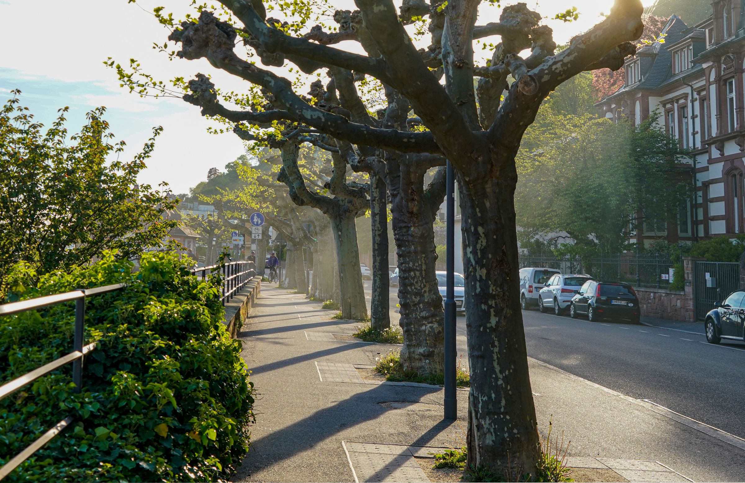 In Städten sieht man auch zu sogenannten Kopfbäumen beschnittene Platanen, oft als Allee. (Foto: jrgn flow/stock.adobe.com) Stadtbaum-Portraits: zu Kopfbäumen beschnittene Platanen (Foto: jrgn flow/stock.adobe.com)