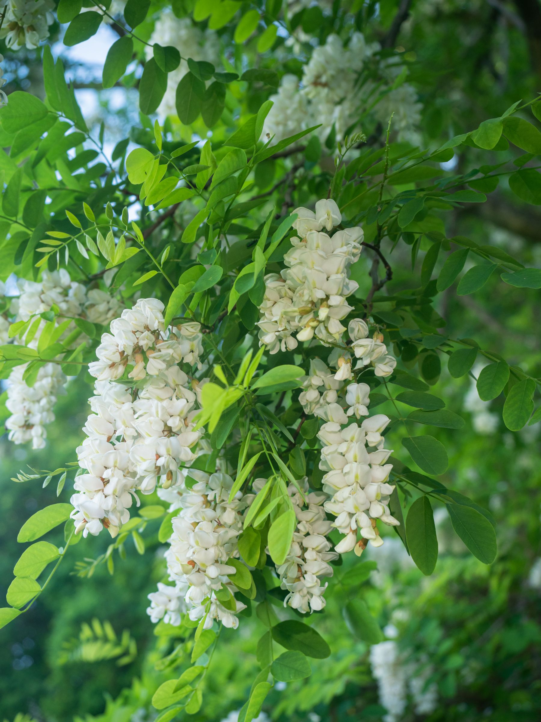 Wegen ihrer bis zu 25 Zentimeter lange Trauben weißer Blüten wird die Robinie auch Silberregen genannt. (Foto: goldi59/stock.adobe.com) Stadtbaum-Portraits: Blüten der Robinie (Foto: goldi59/stock.adobe.com)
