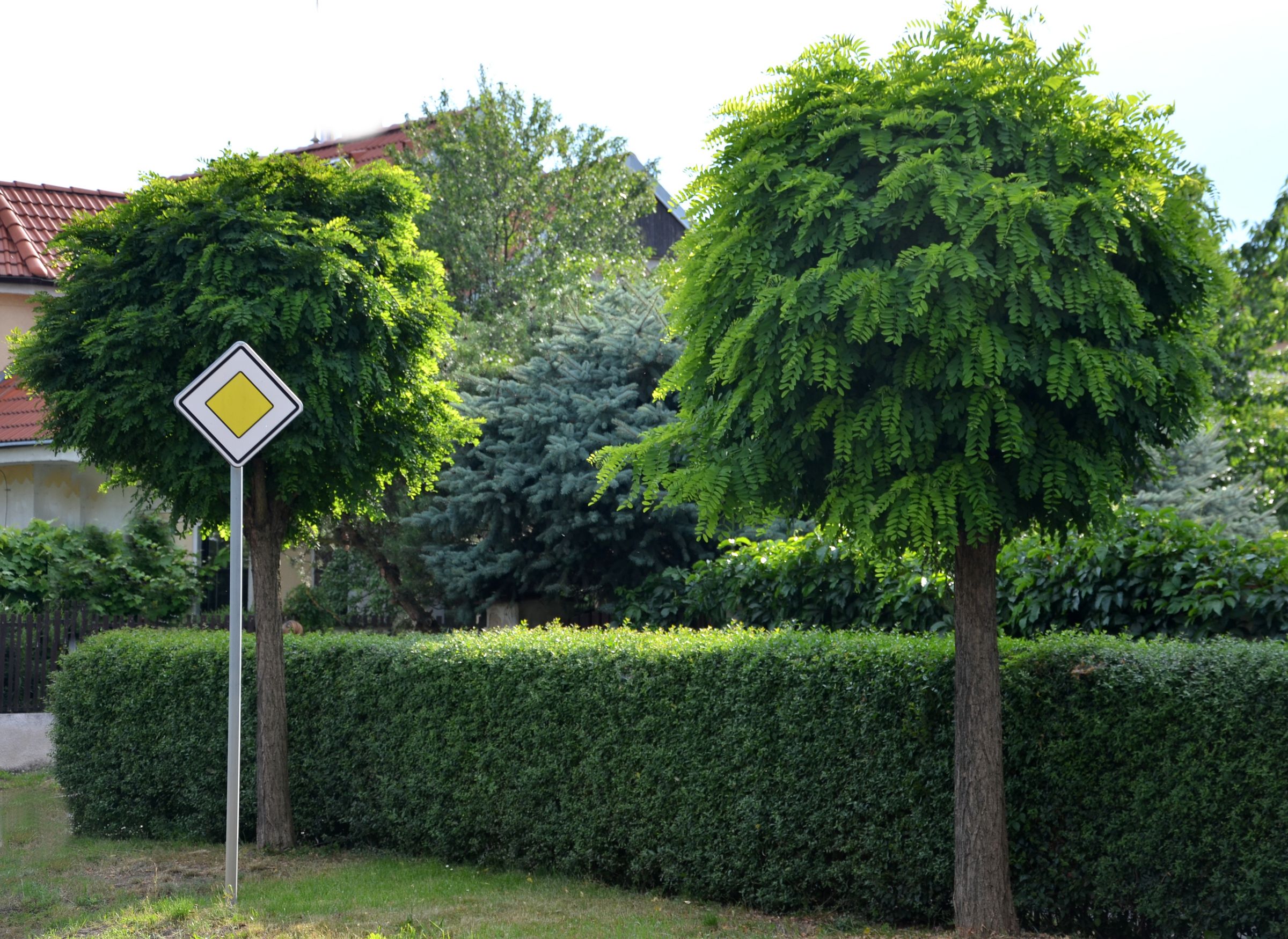 In Ortschaften sieht man öfters rundlich beschnittene Robinien. (Foto: Michal/stock.adobe.com) Stadtbaum-Portraits: rundlich beschnittene Robinien (Foto: Michal/stock.adobe.com)