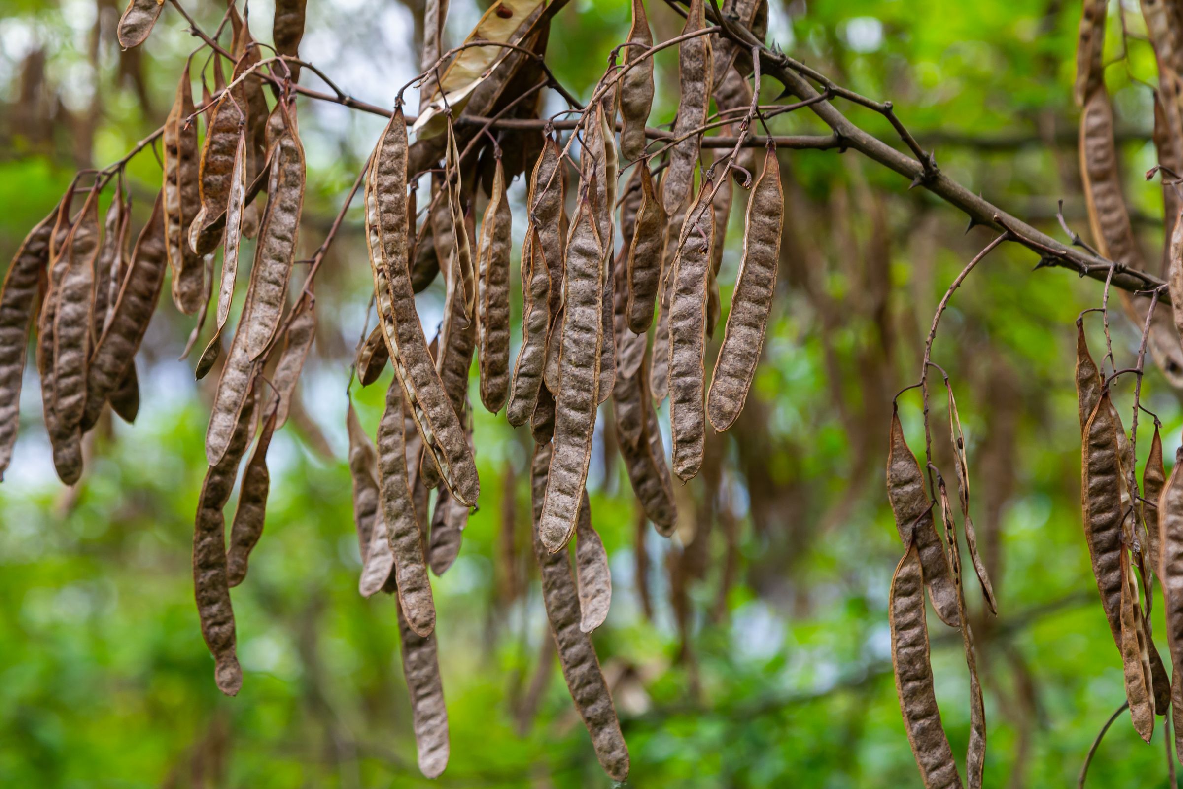 Nach der Blüte wachsen an den Zweigen bis zu zwölf Zentimeter lange, flache, graubraune Samenhülsen. (Foto: Oleh Marchak/stock.adobe.com) Stadtbaum-Portraits: Samenhülsen der Robinie (Foto: Oleh Marchak/stock.adobe.com) (Foto: Oleh Marchak/stock.adobe.com)