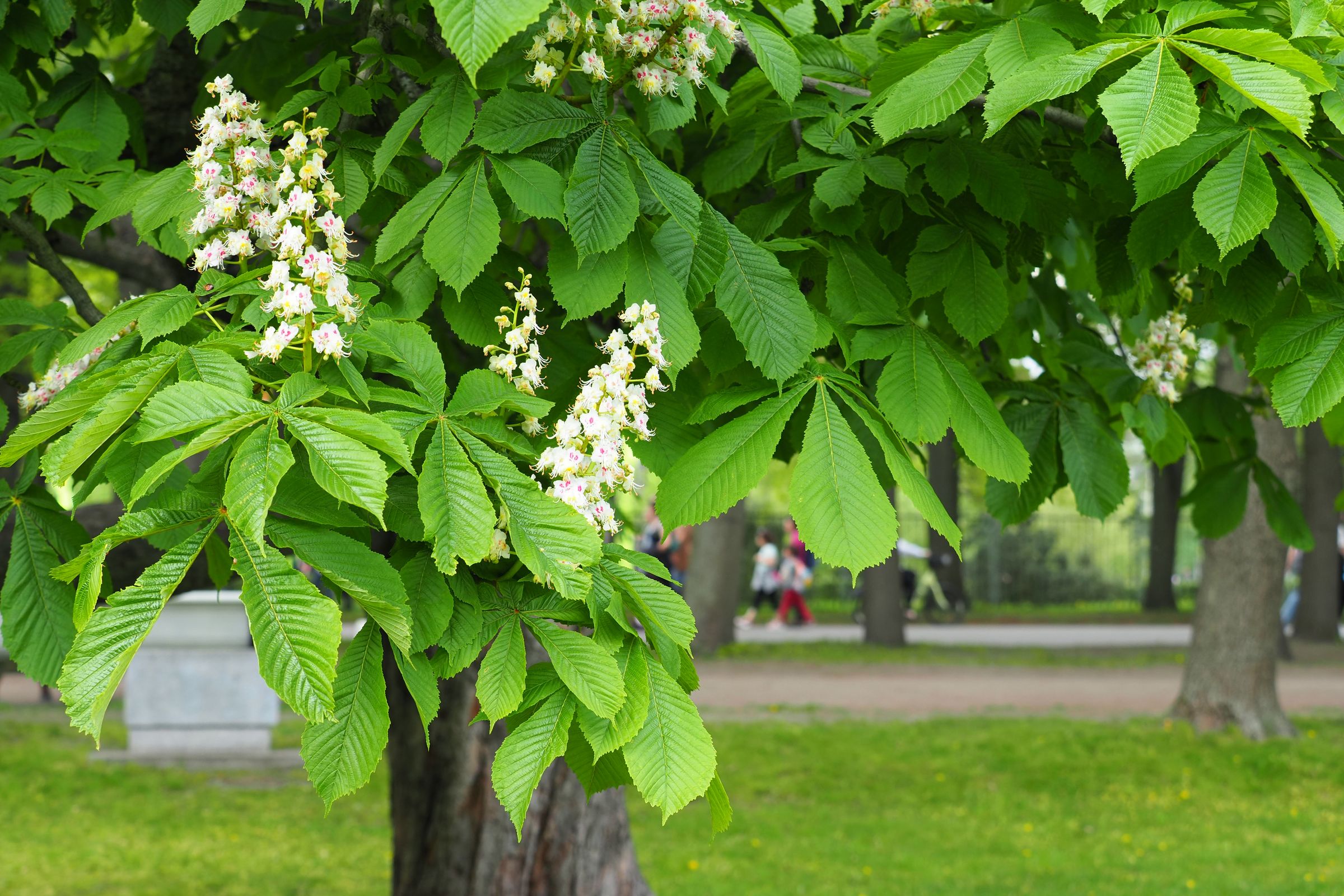 Die Blüten der Rosskastanie bilden pyramidenartige Blütenstände, die aufrecht auf den Zweigen stehen. (Foto: ANGHI/stock.adobe.com) Stadtbaum-Portraits: Blüten einer Rosskastanie (Foto: ANGHI/stock.adobe.com)