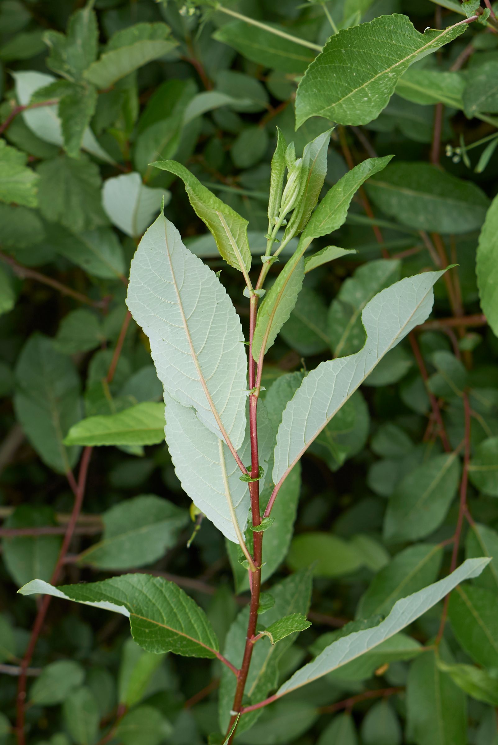 Die Blätter sind elliptisch, die Blattoberseite ist dunkelgrün, die Unterseite blau- bis graugrün. (Foto: simona/stock.adobe.com) Stadtbaum-Portraits: Blätter der Salweide (Foto: simona/stock.adobe.com)