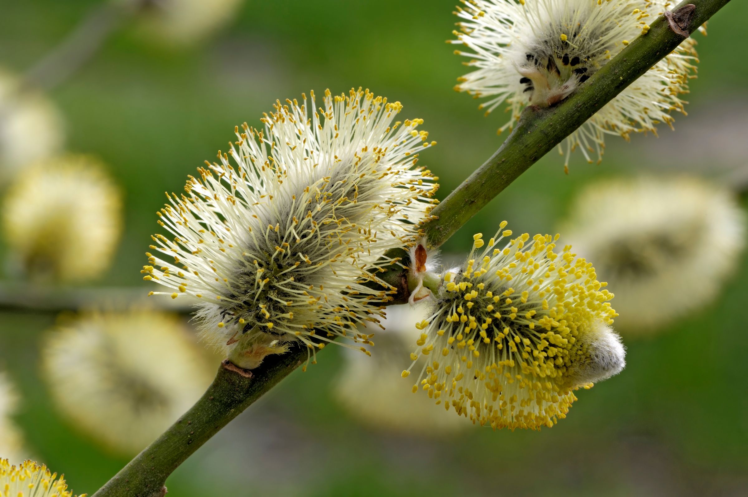 Die Blüten der Salweide sind die bekannten Weidenkätzchen. (Foto: OutddorPhoto/stock.adobe.com) Stadtbaum-Portraits: gelb blühende Weidenkätzchen (Foto: OutddorPhoto/stock.adobe.com)
