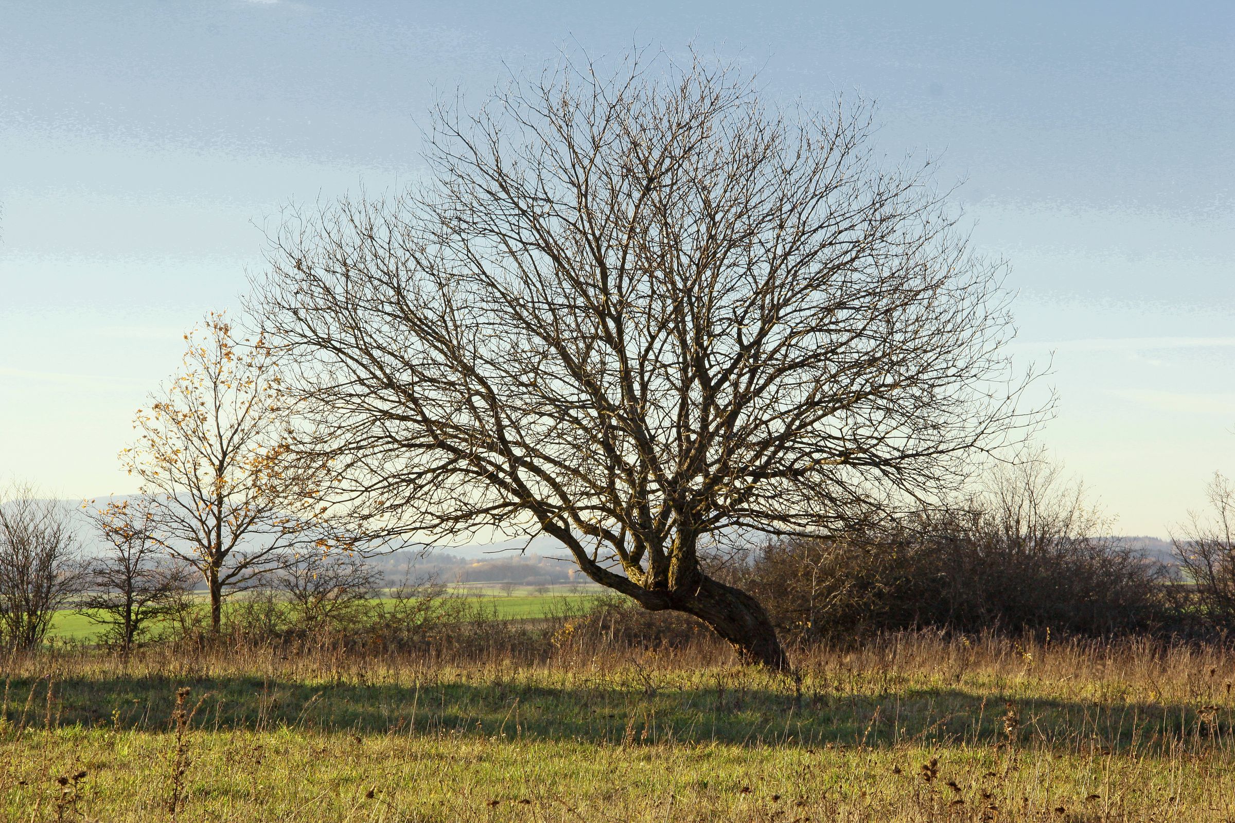 Salweiden erscheinen im Vergleich zu Silberweiden strauchartig. (Foto: horst jürgen schunk/stock.adobe.com) Stadtbaum-Portraits: kahle Salweide im Herbst (Foto: horst jürgen schunk/stock.adobe.com)