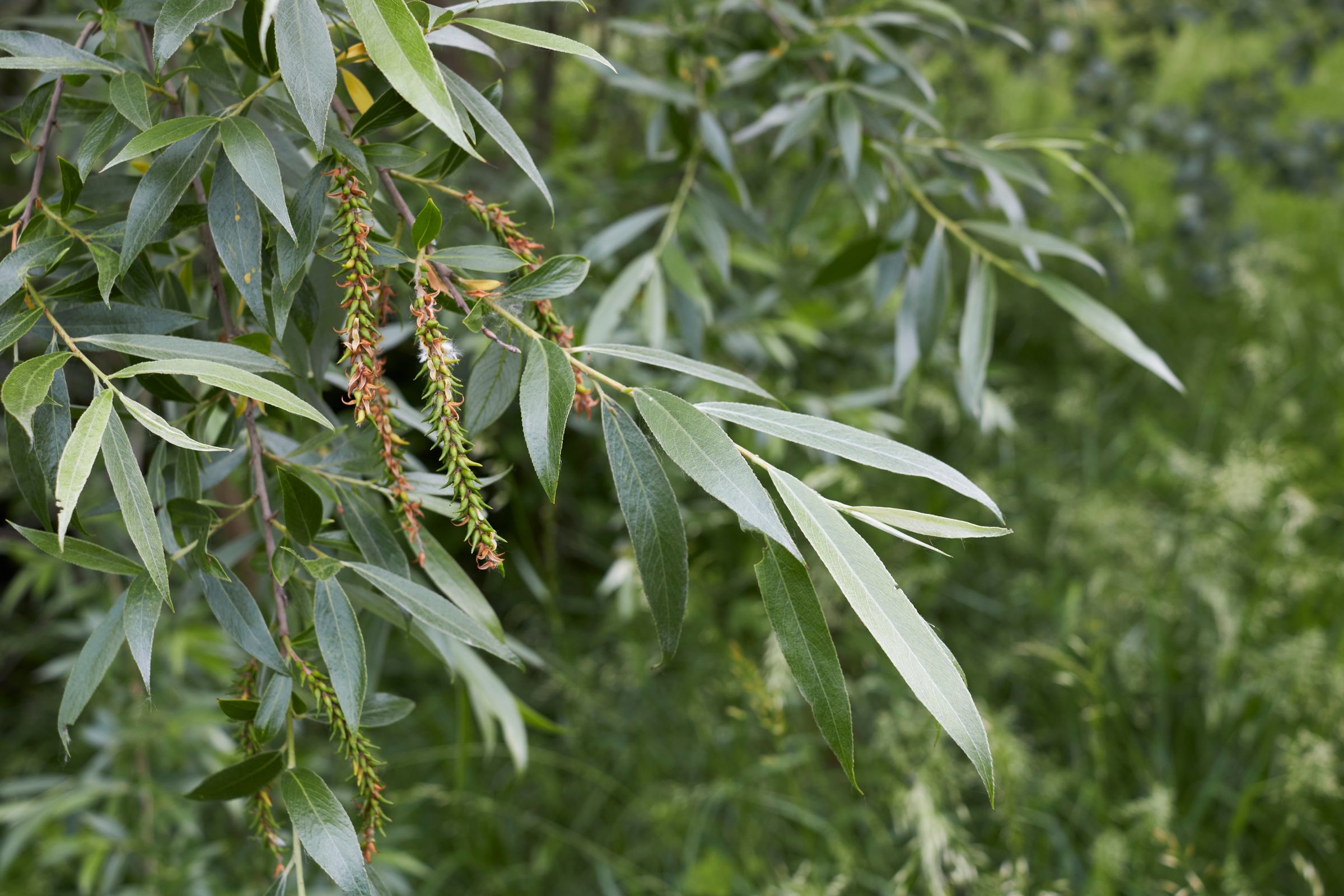 Die Blätter der Silberweide sind länglich lanzettförmig. Sie sind seidig behaart; dadurch wirken sie silbrig glänzend. (Foto: simona/stock.adobe.com) Stadtbaum-Portraits: Blätter einer Silberweide (Foto: simona/stock.adobe.com)