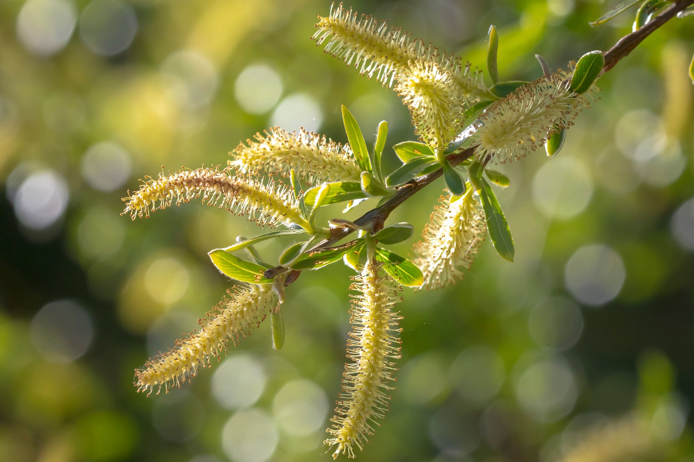 Die Blütenkätzchen haben eine längliche, wurstartige Form, wobei die männlichen Blüten gelb, die weiblichen grün sind. (Foto: Sander Meertins/stock.adobe.com) Stadtbaum-Portraits: Blüten einer Silberweide (Foto: Sander Meertins/stock.adobe.com)