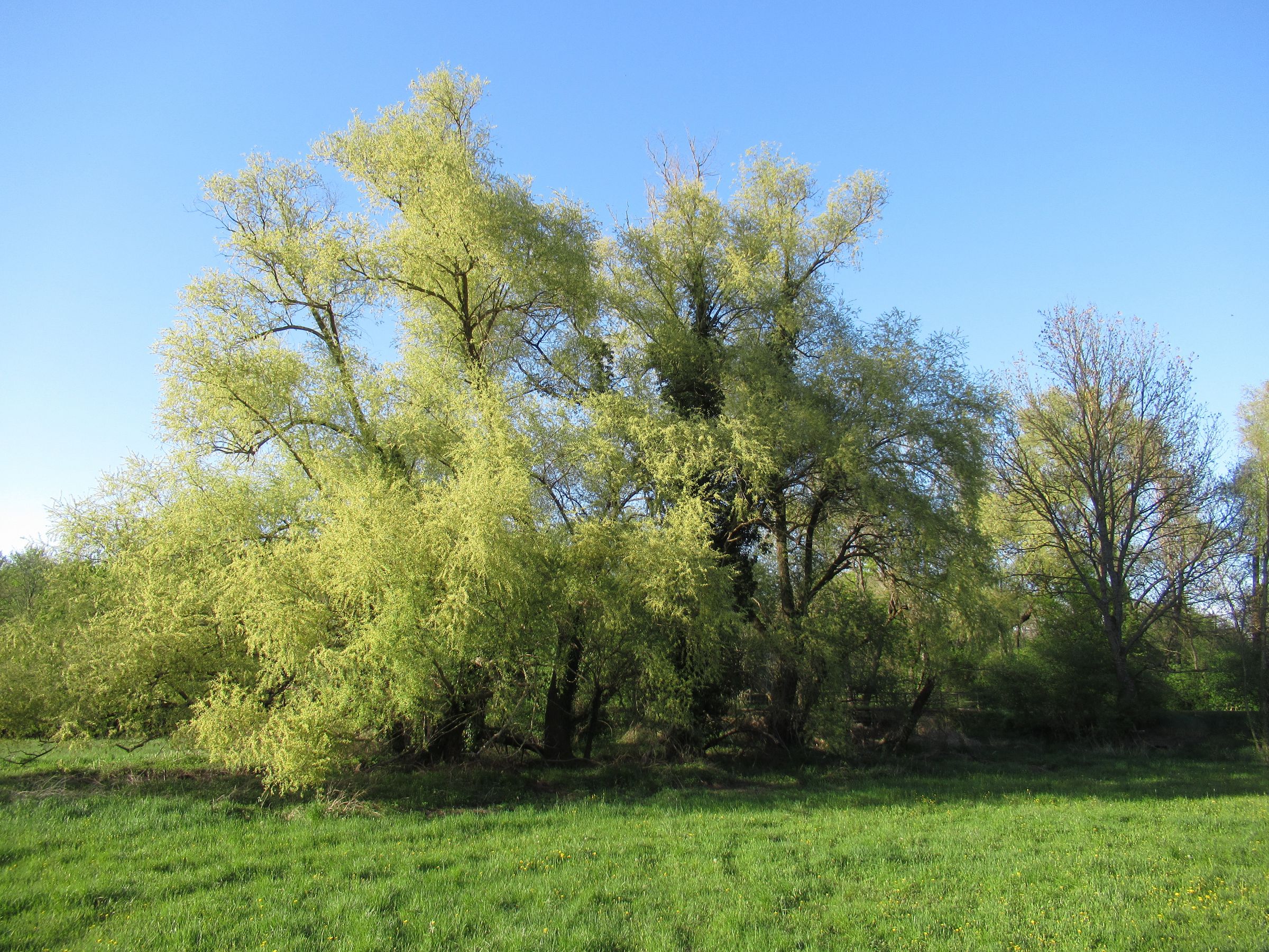Silberweiden können bis zu 25 Meter hoch werden, die Krone älterer Exemplare ist formlos. (Foto: Marcus/stock.adobe.com) Stadtbaum-Portraits: Silberweiden mit frischem Laub (Foto: Marcus/stock.adobe.com)