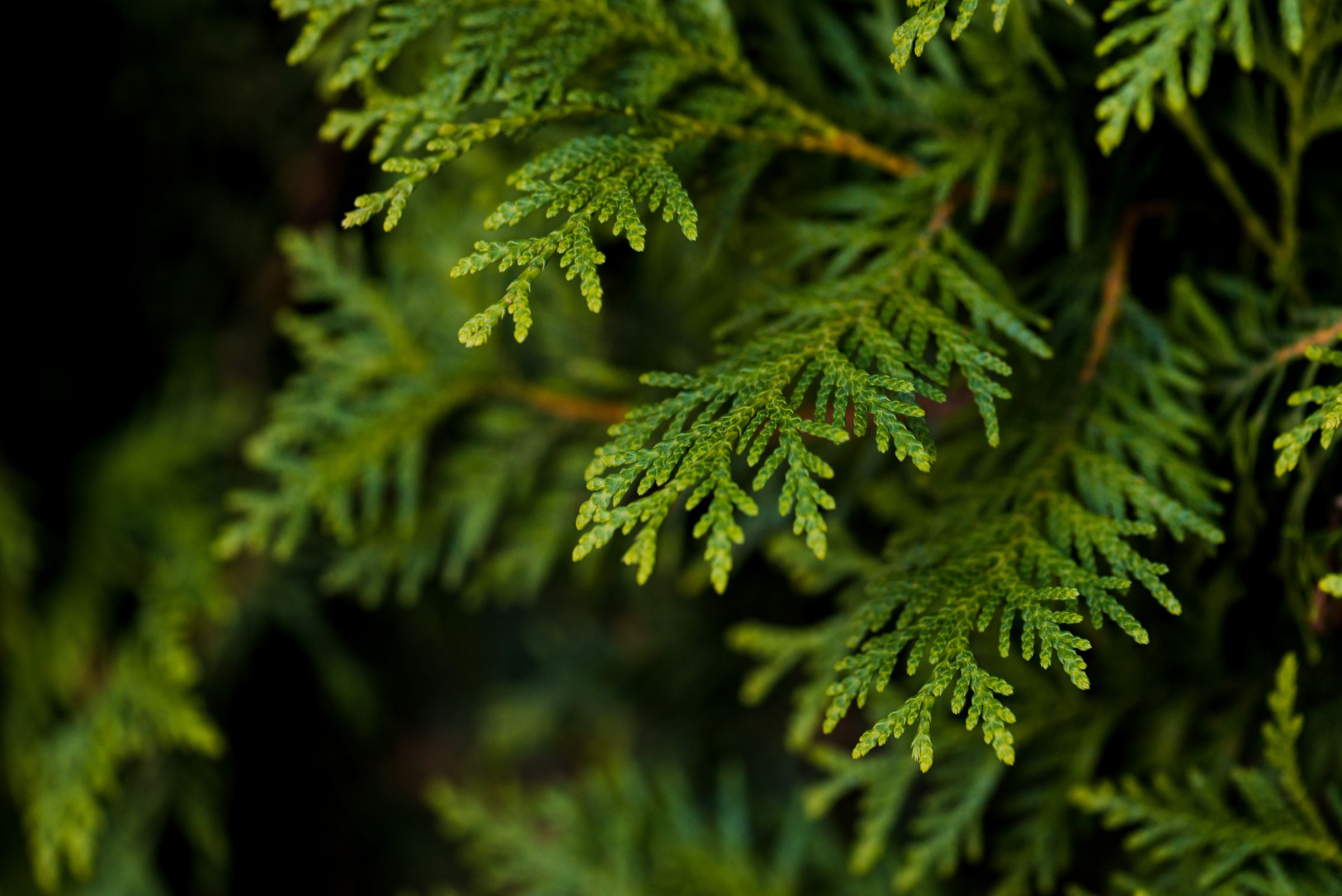 Bestes Erkennungsmerkmal der Thuja sind die schuppenförmigen Blätter. (Foto: di_ryan/stock.adobe.com) Stadtbaum-Portraits: Blätter einer Thuja (Foto: di_ryan/stock.adobe.com)