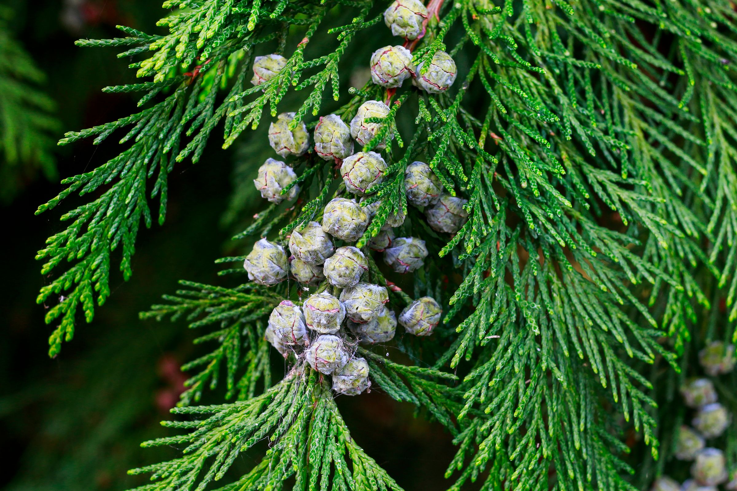 Die männlichen Zapfen der Thuja sind rötlich oder bläulich und ein bis zwei Millimeter groß. (Foto: agneskantaruk/stock.adobe.com) Stadtbaum-Portraits: männliche Zapfen einer Thuja (Foto: agneskantaruk/stock.adobe.com)