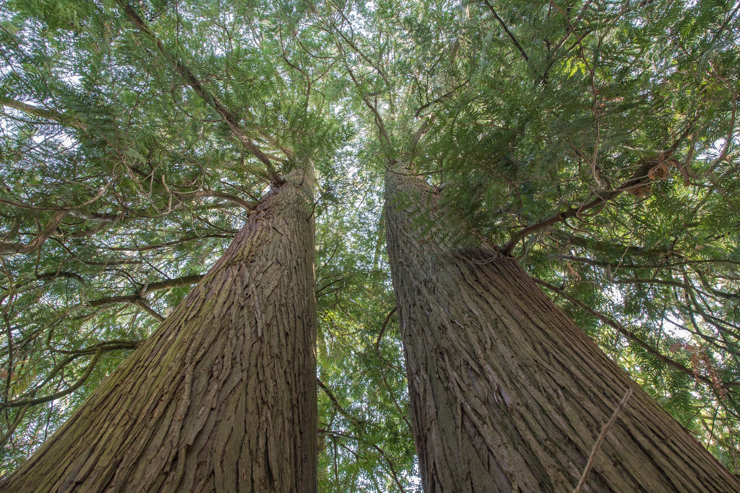 Lässt man eine Thuja wachsen, wird daraus ein stattlicher Baum von circa 20 Metern, manchmal auch fast 30 Metern Größe. (Foto: JKeiser/stock.adobe.com) Stadtbaum-Portraits: ausgewachsene Thuja (Foto: JKeiser/stock.adobe.com)
